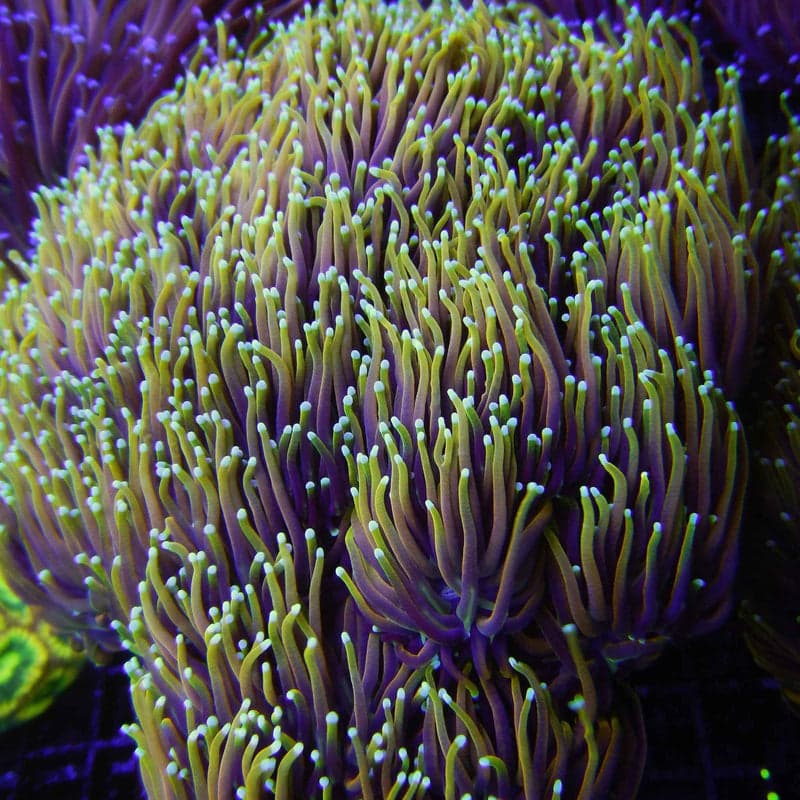 21 Tails Torch Coral