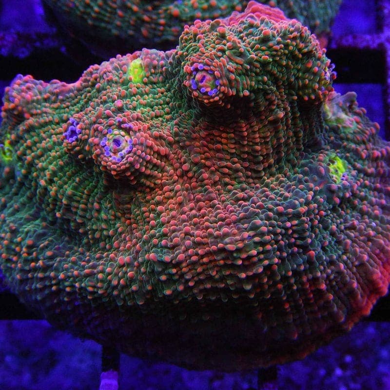 ACI Crazy Eyes Chalice Coral