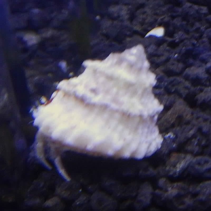 Astrea Snails