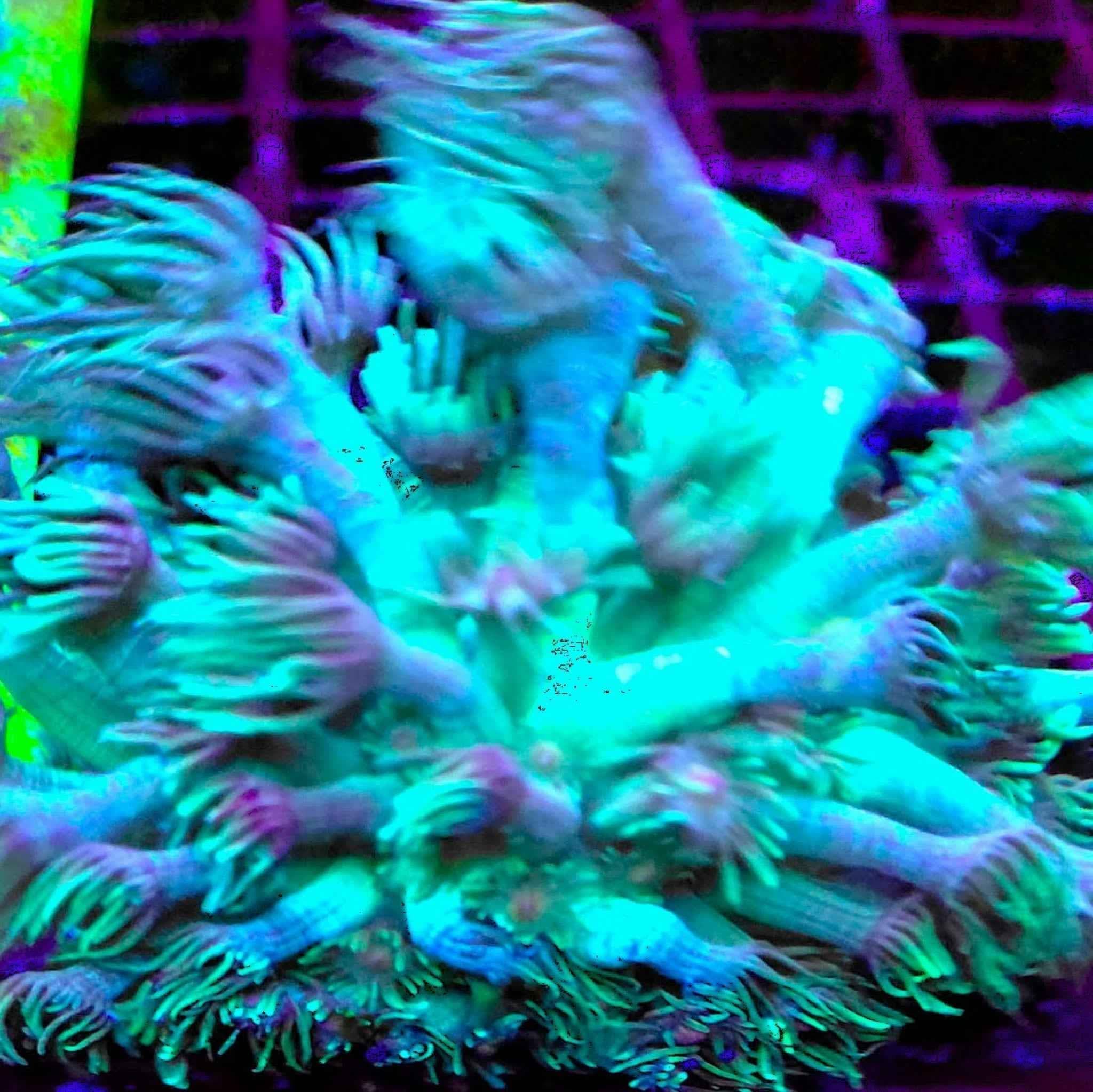 TC Grasshopper Goniopora