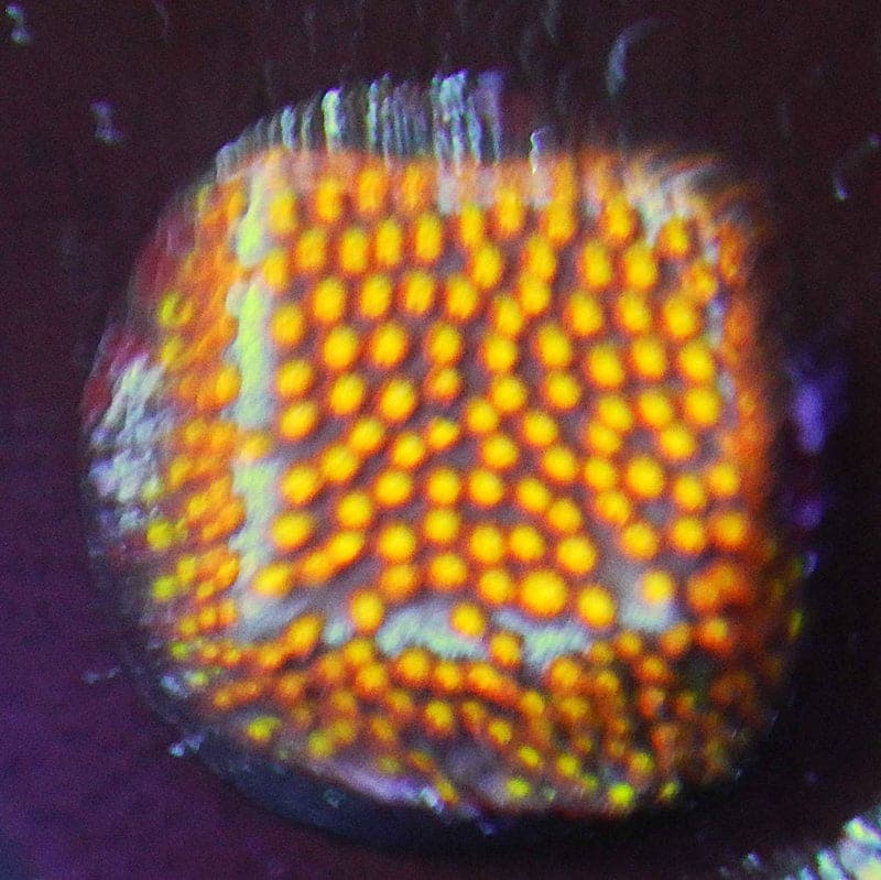 ECC Twisted Metal Stylocoenilla Coral