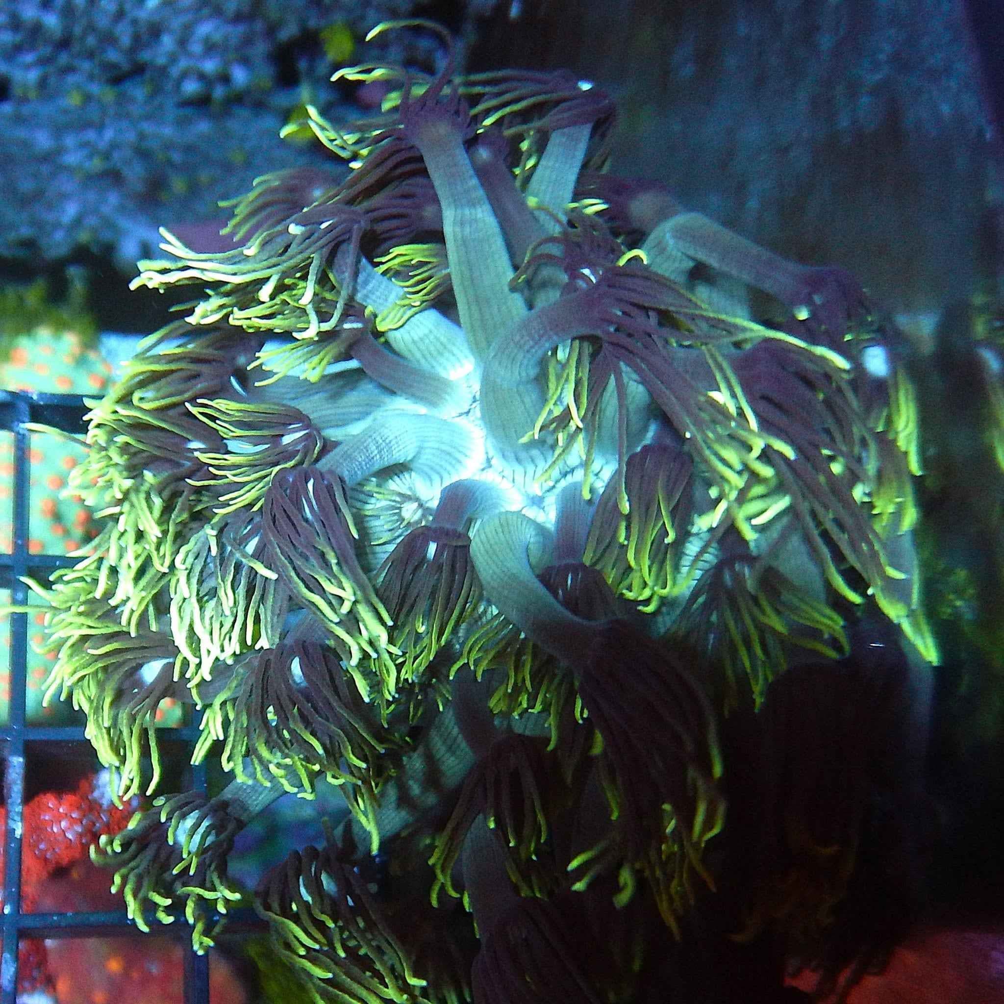 Neon Green Goniopora Coral