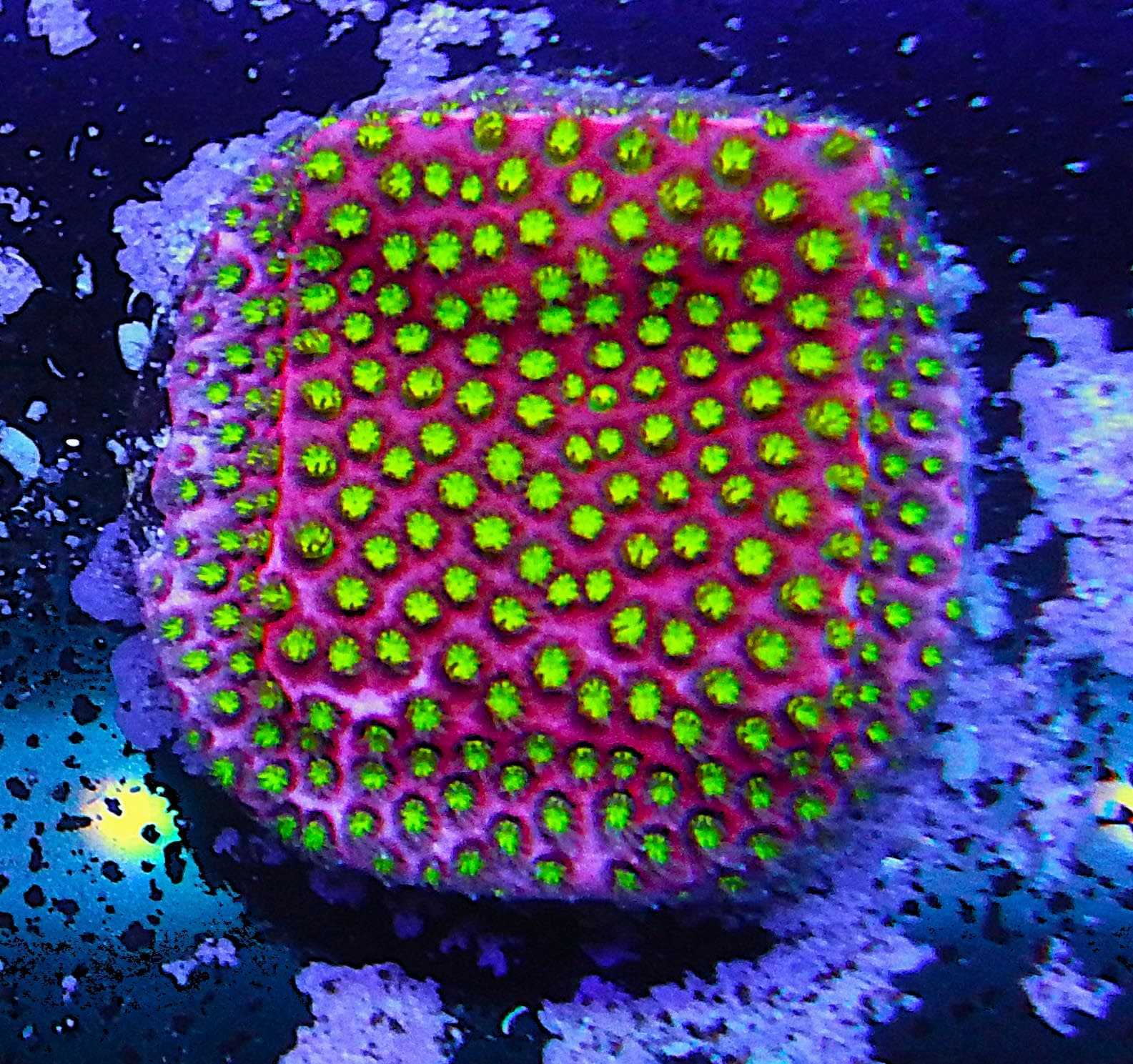 WWC Electric Daisy Stylocoenilla Coral