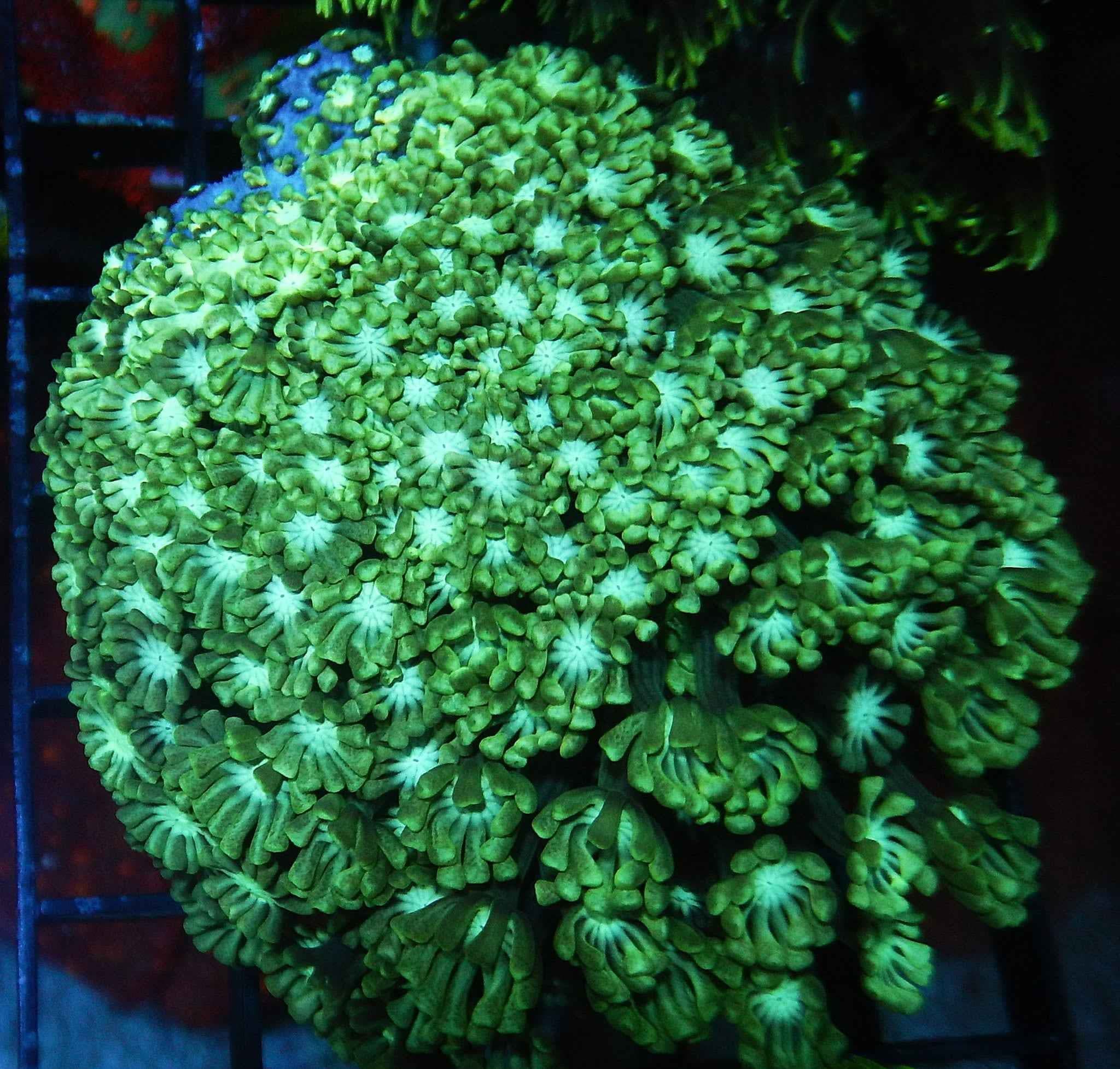Yellow white Daisy Alveopora Coral