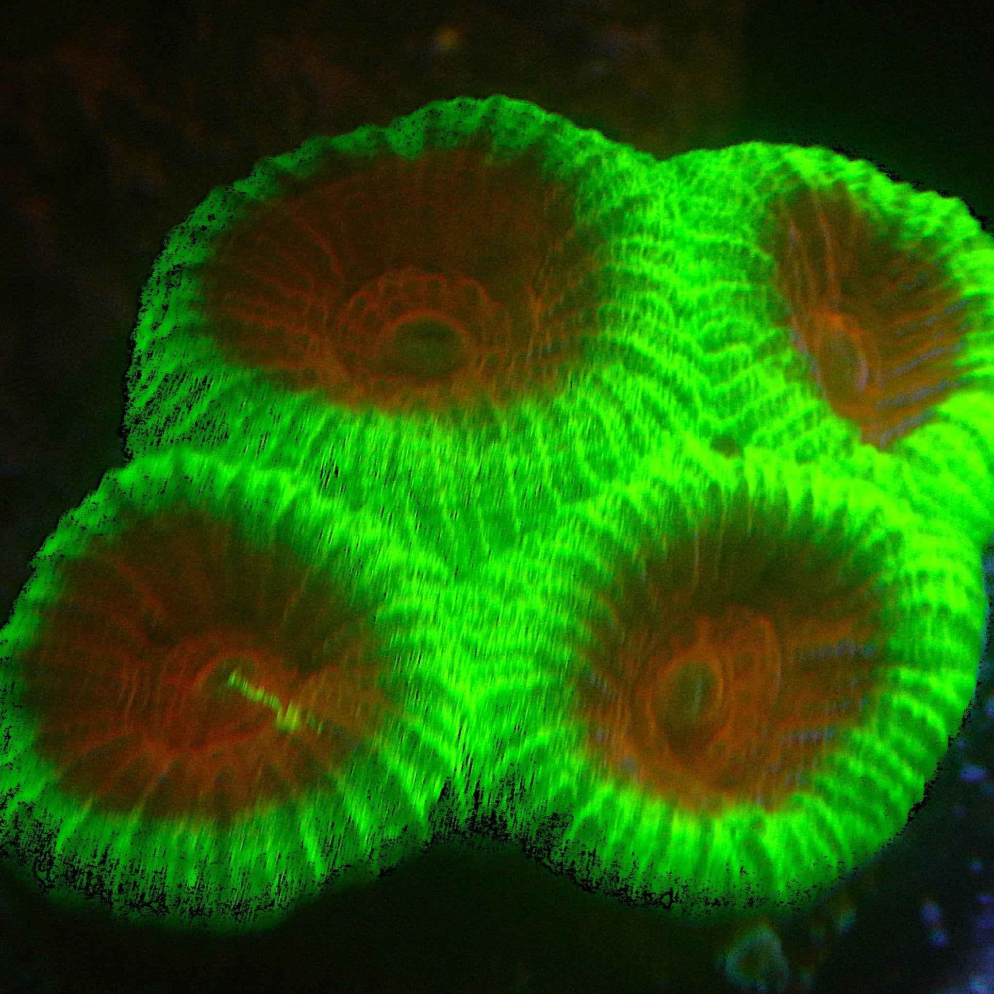 Christmas Favia Coral