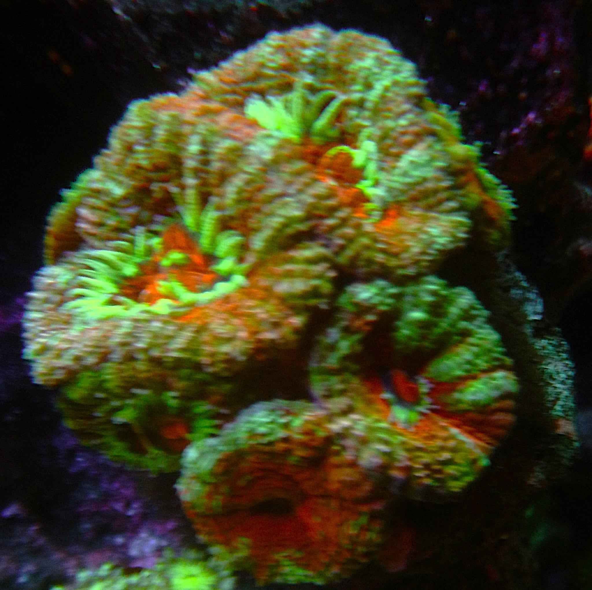 Orange Green Acan Coral