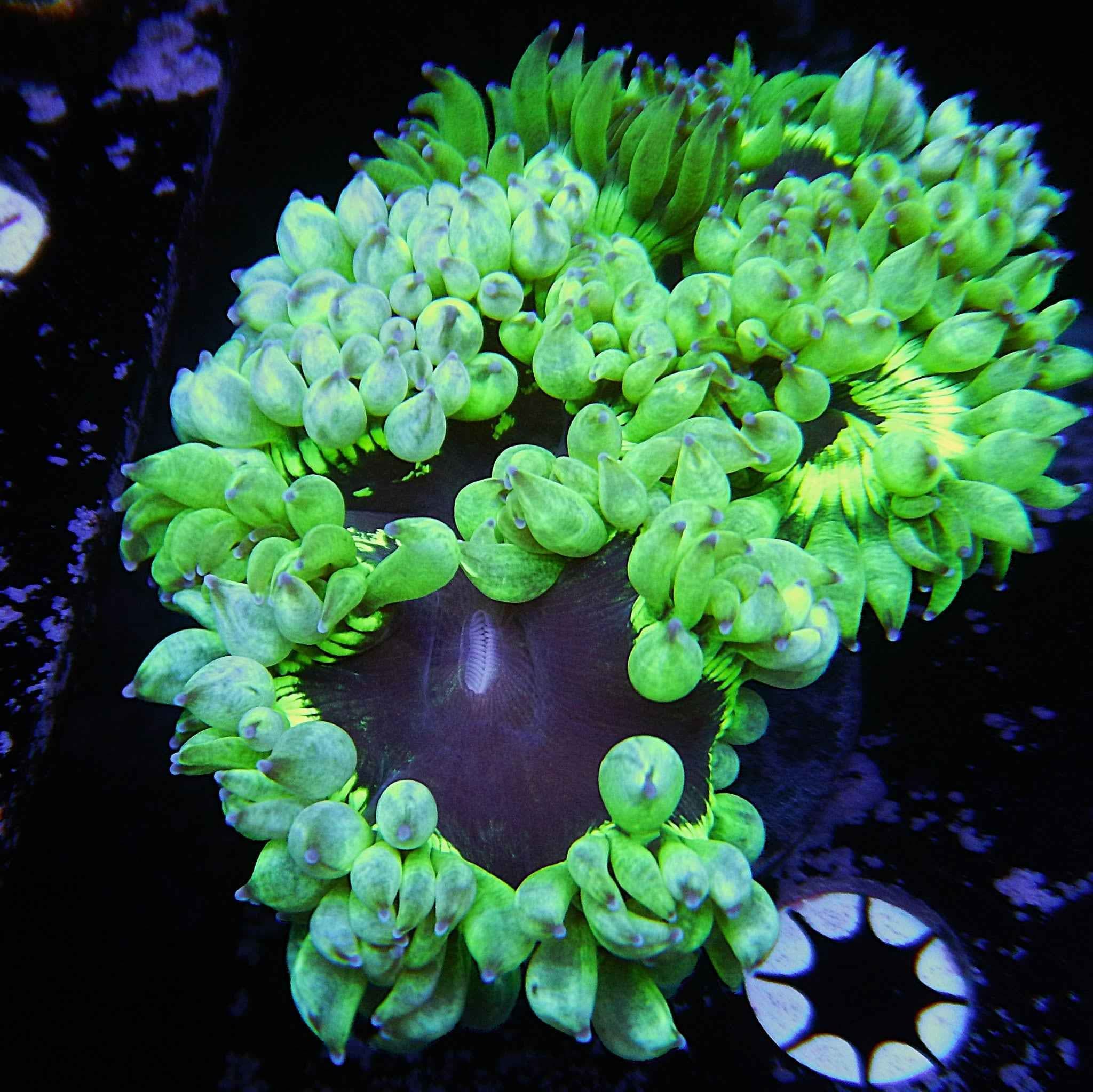 Elegance Cone Coral