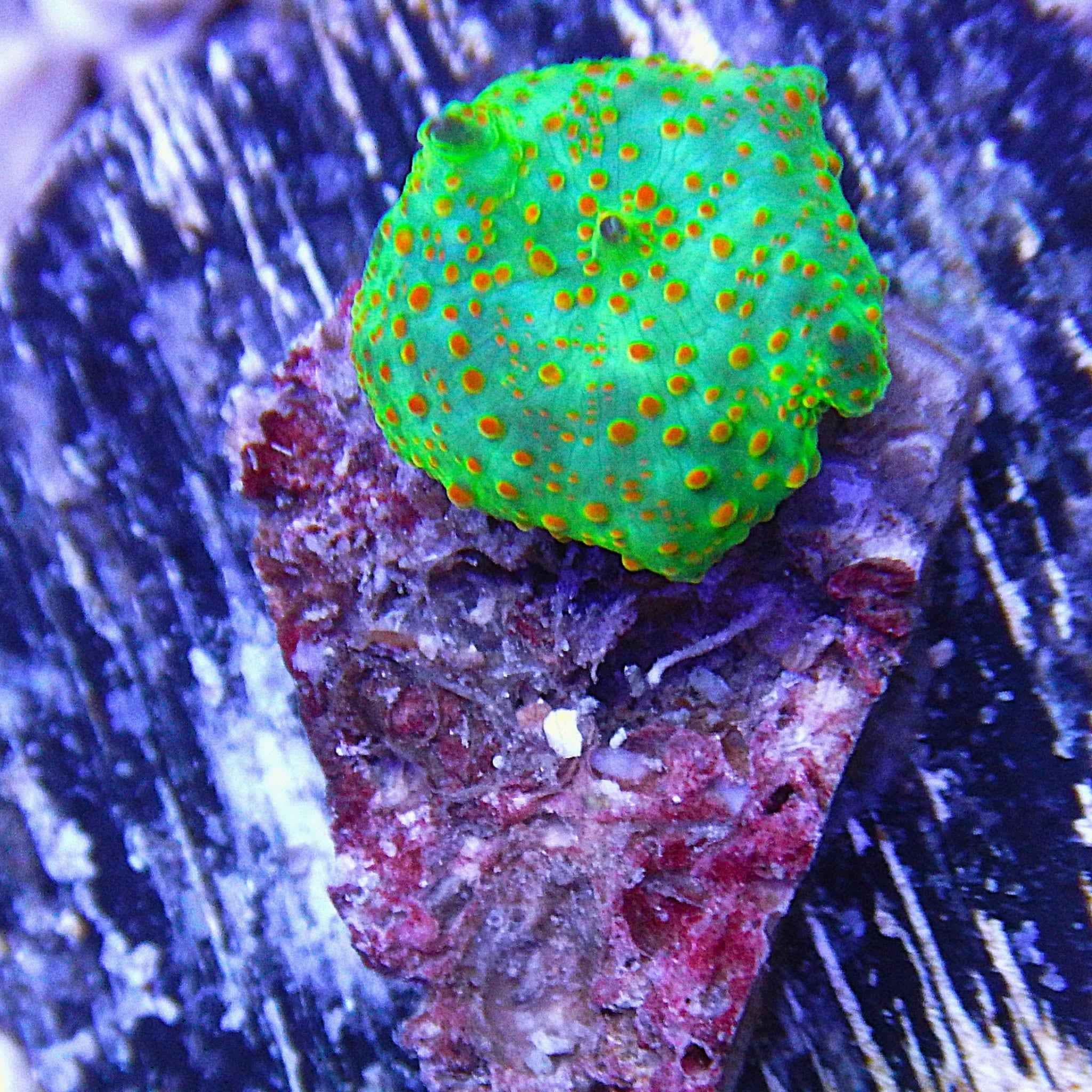 Disco Ultra Mushroom Coral