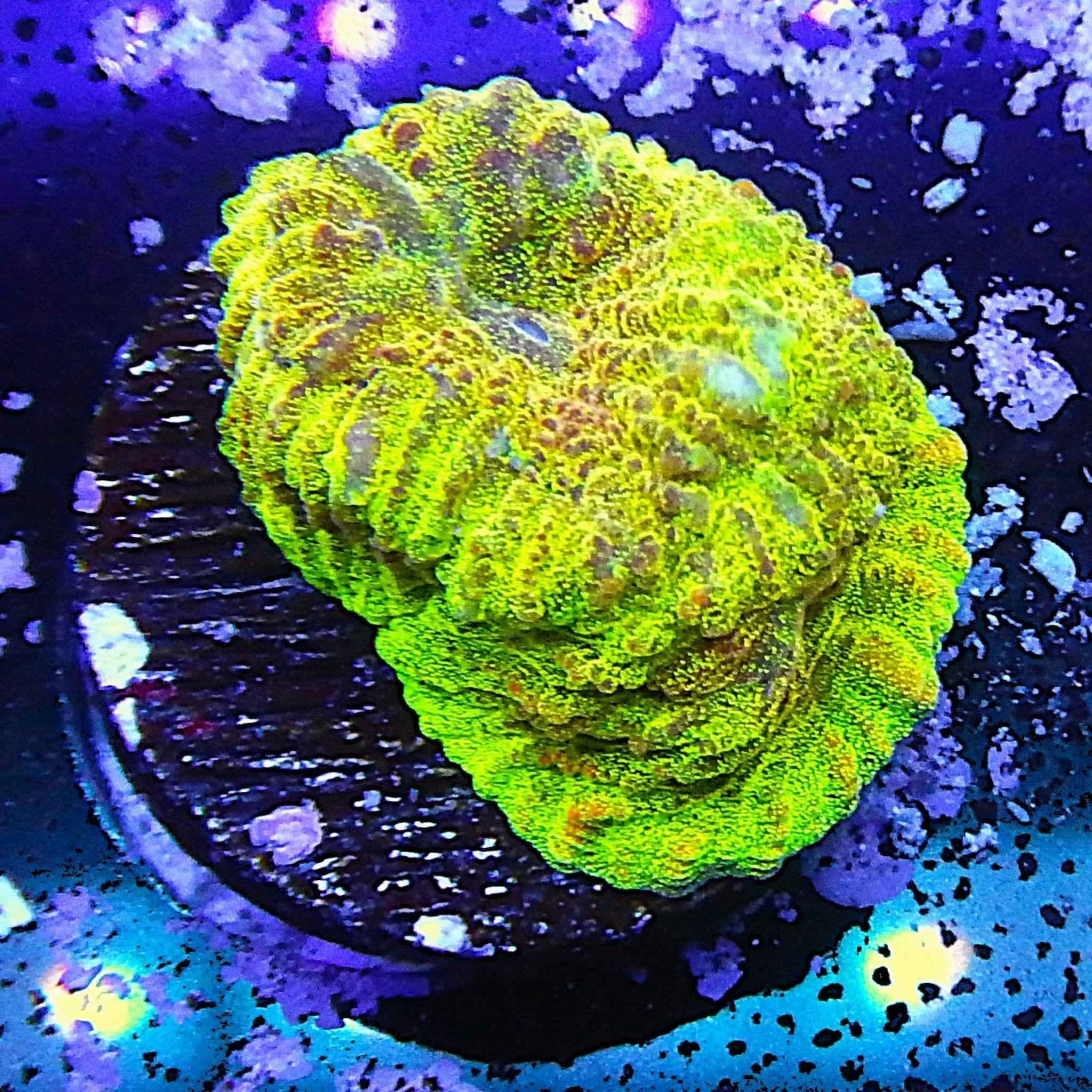 ECC Gold Rush Favia Coral