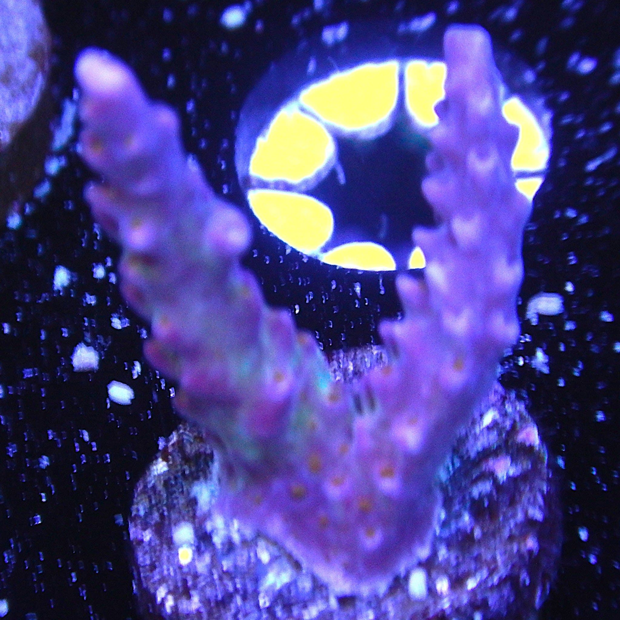 ECC Fireworks Acro Coral