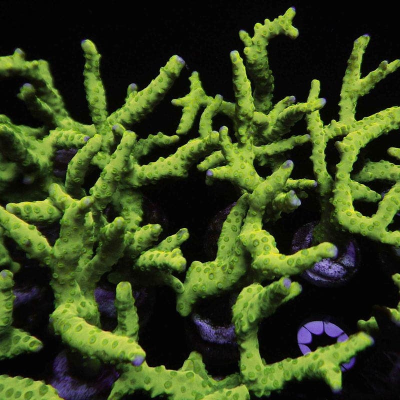 Green Anacropora Coral