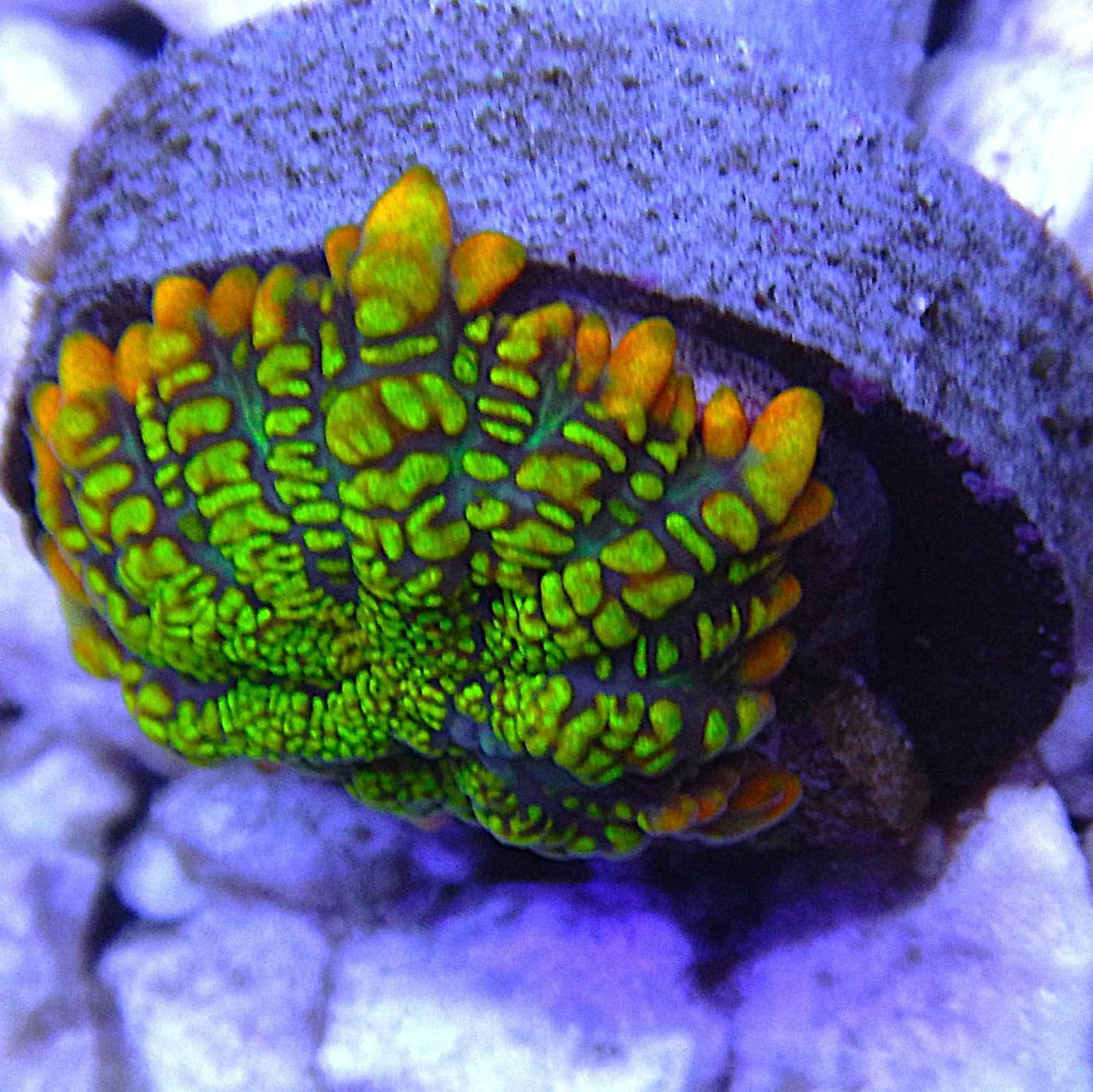 ECC Kiawano Rhodactis Mushroom Coral