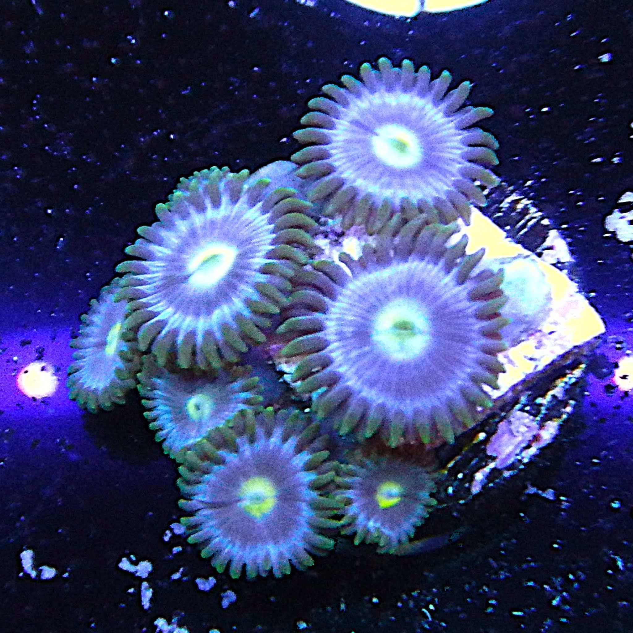 ECC Blueberry Zoanthids Coral