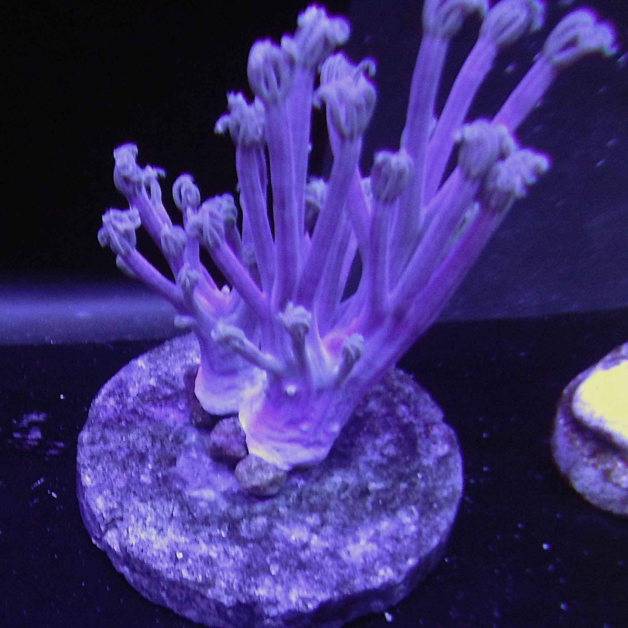 ECC Starlighter Zoa Coral