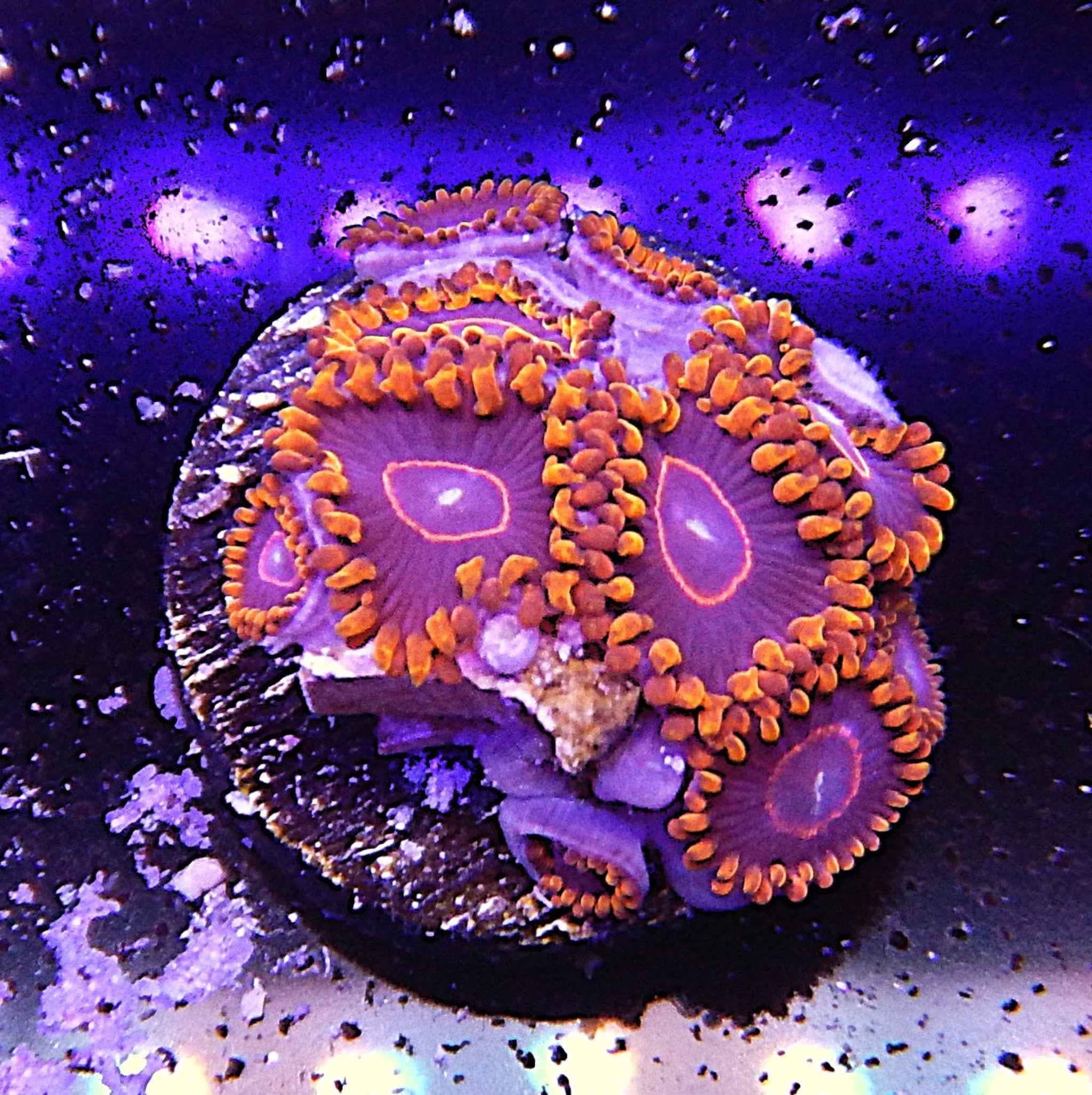ECC Red Hornet Zoa Coral