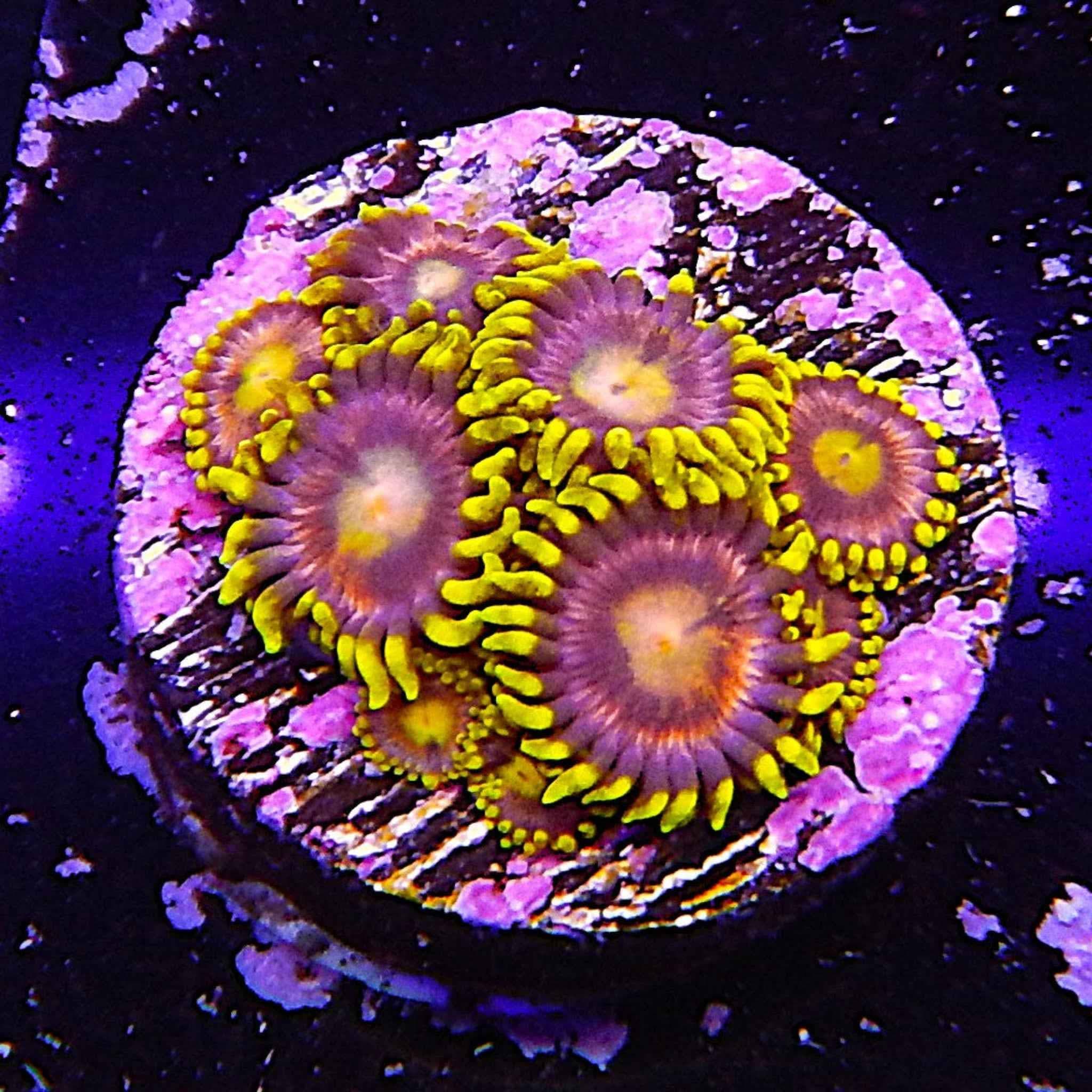 ECC Mister Twister Zoa Coral