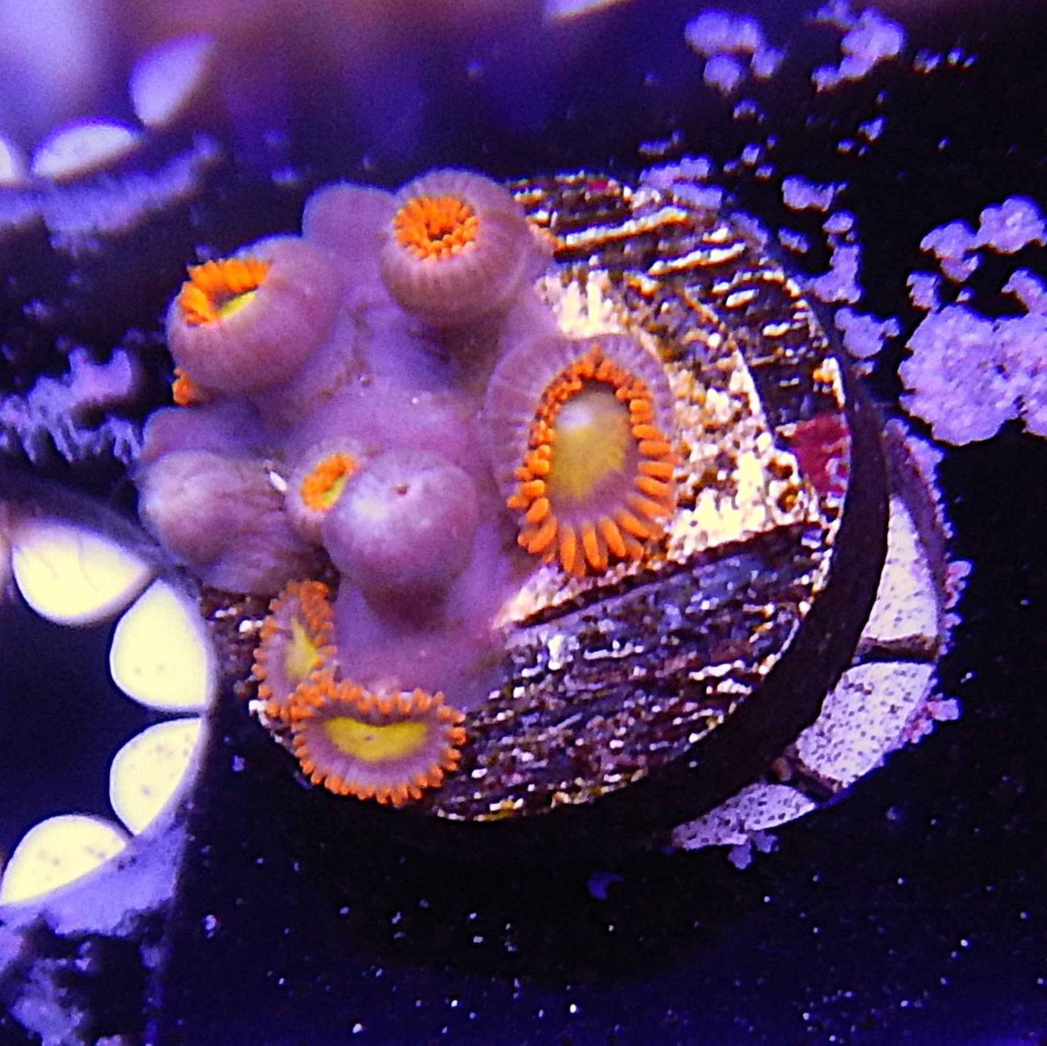 ECC Mandarian Zoa Coral