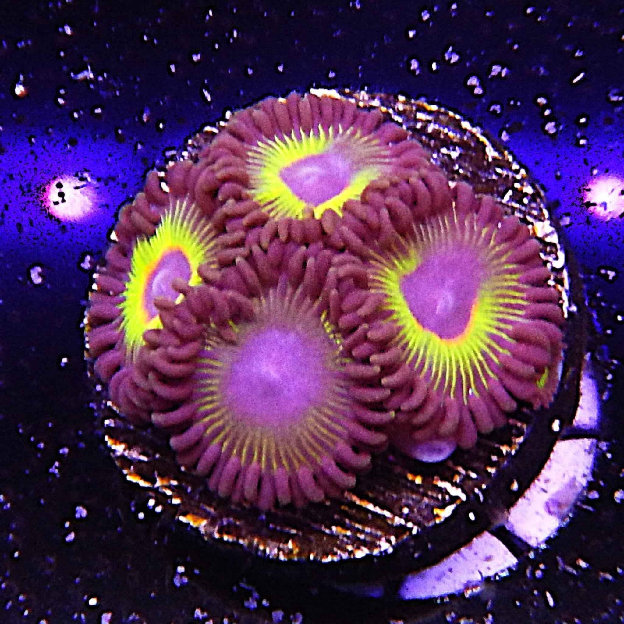 ECC Bob Marley Zoa Coral