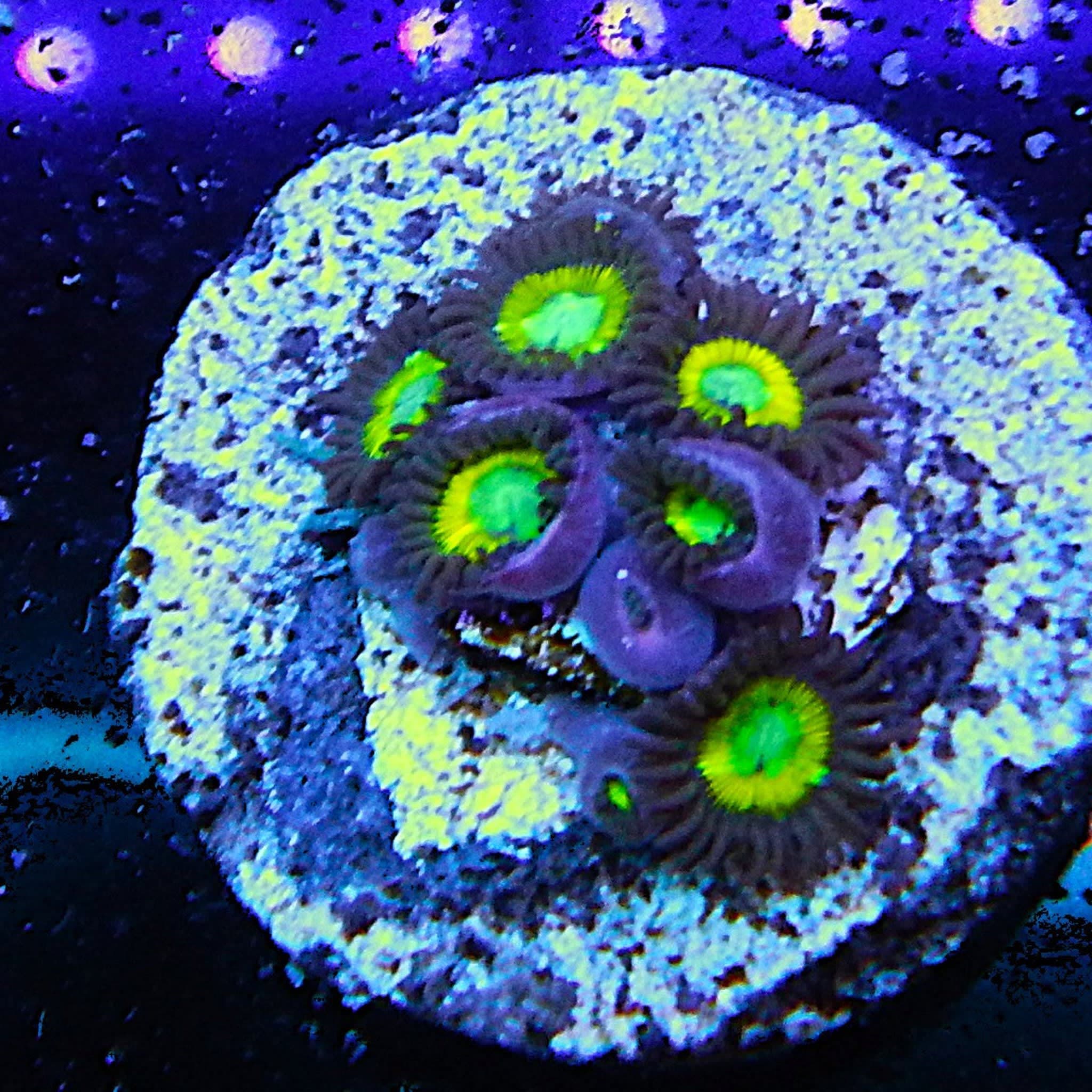 ECC Black Bella Zoa Coral