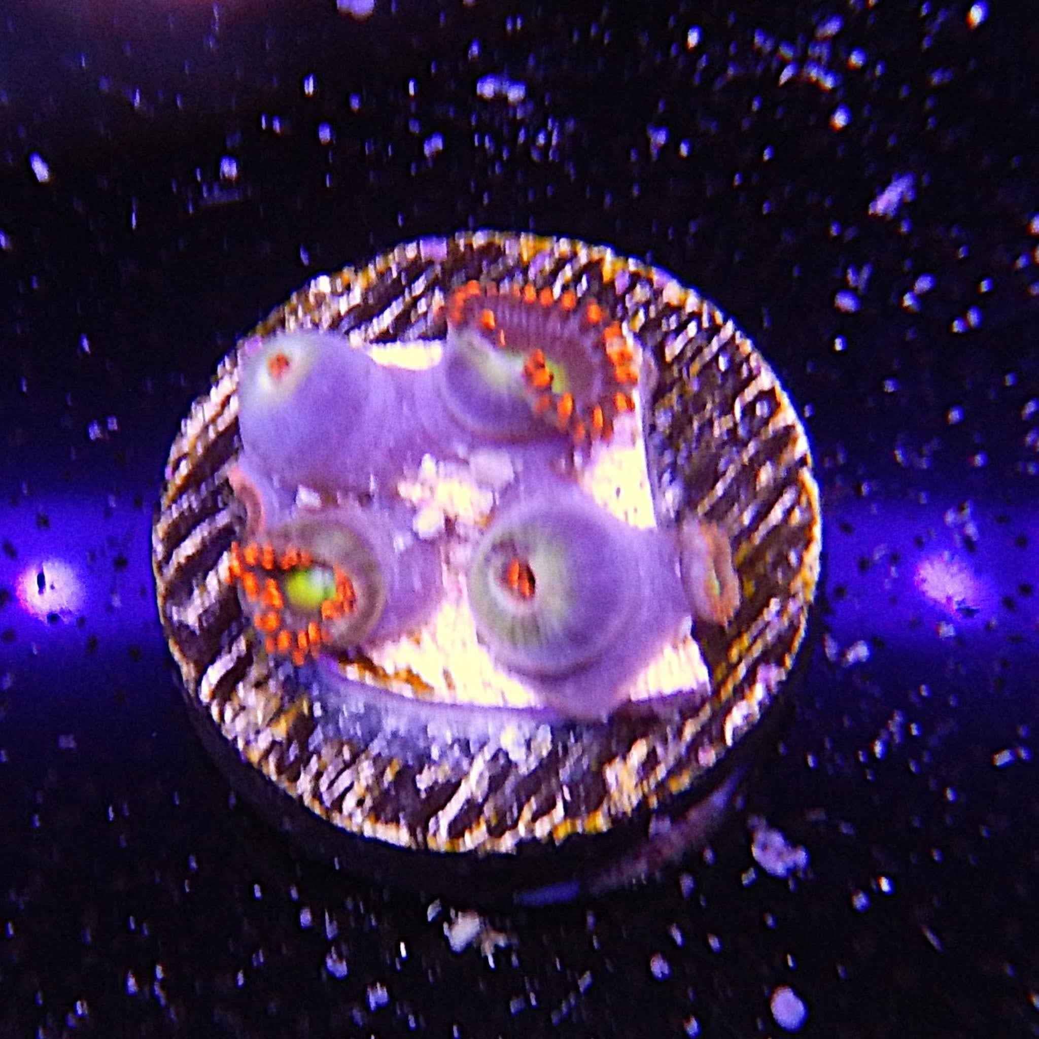 ECC Fruitopia Zoa Coral