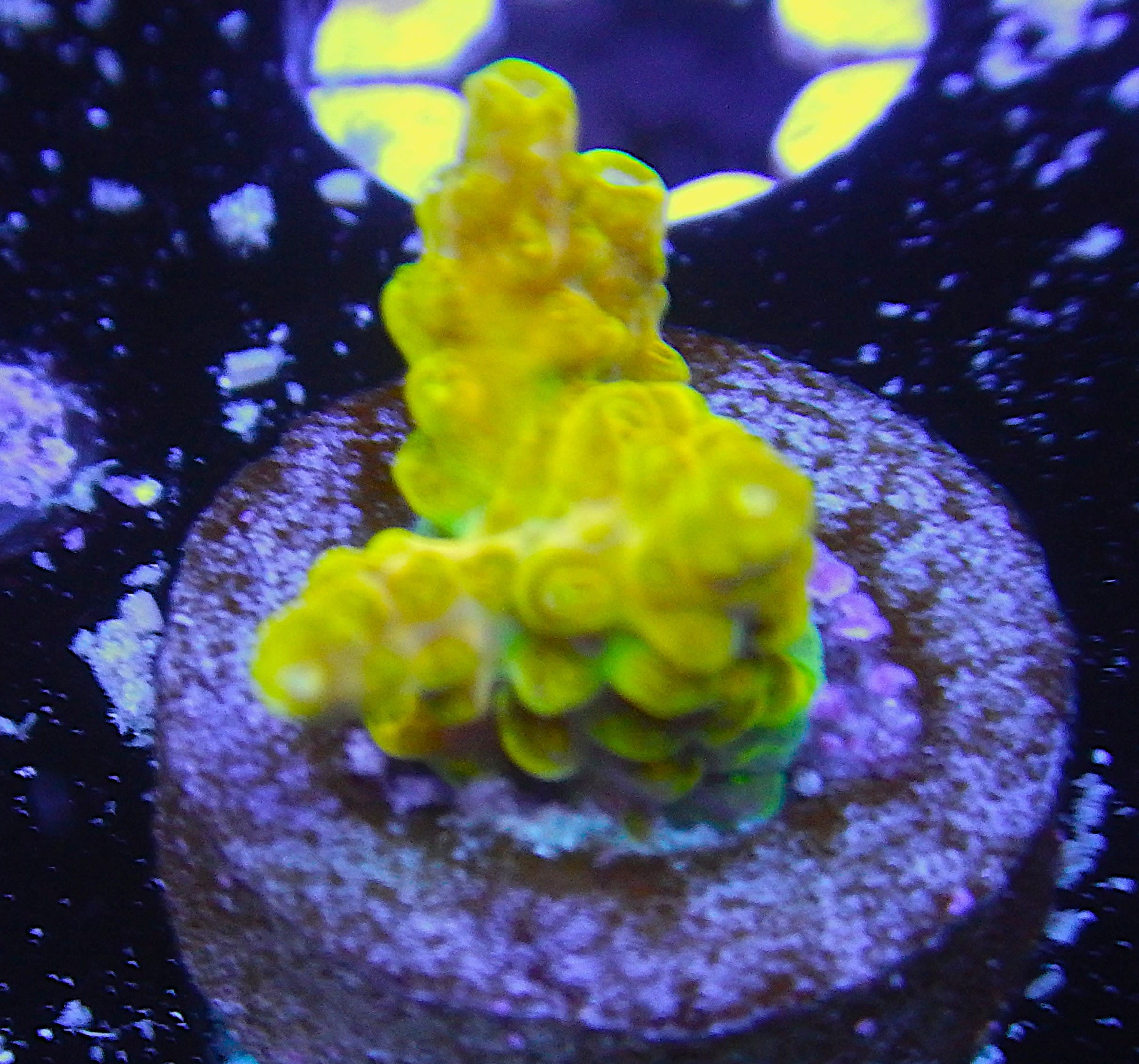 ECC Rainbow Loom Acro Coral