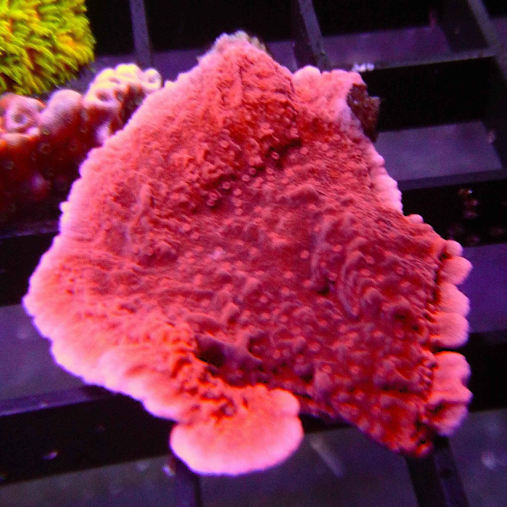 CFC Red Chalice Coral