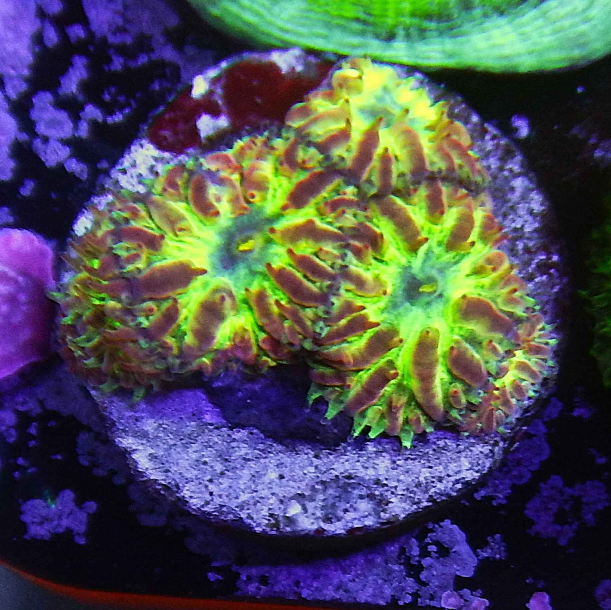 ECC Blind Eye Blastomussa Merletti Coral