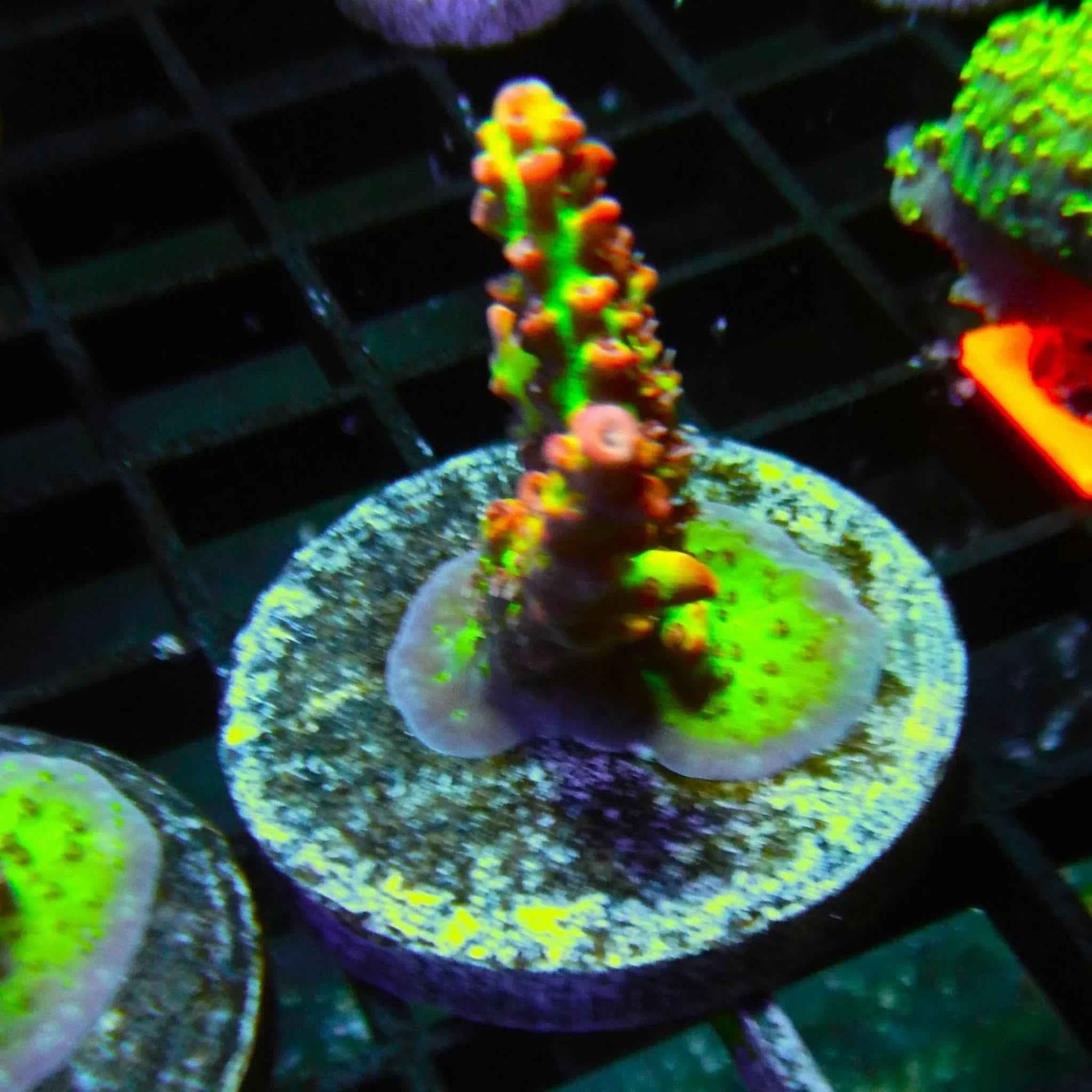 Strawberry Shortcake Acropora Coral