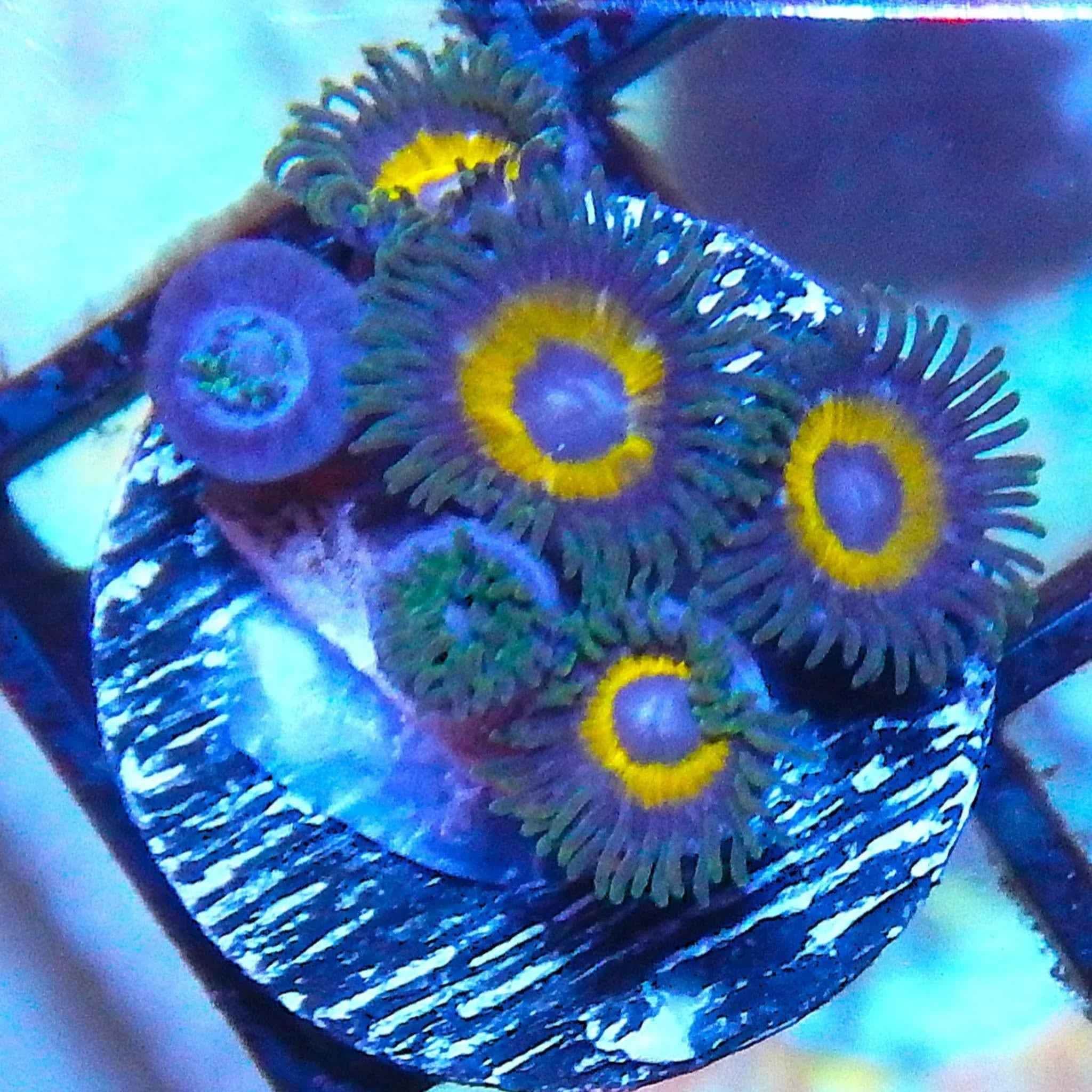 Yellow Submarine Zoanthid Coral