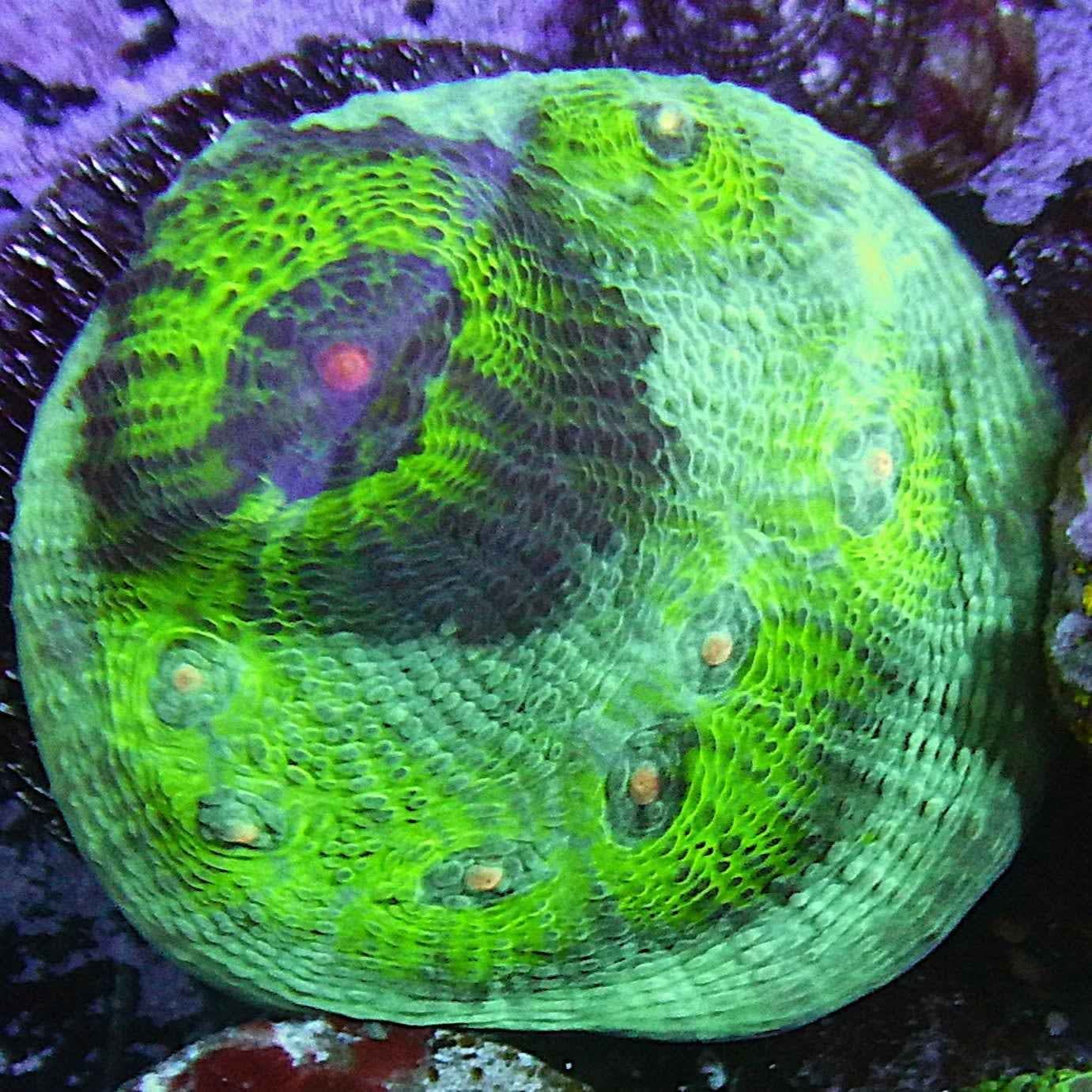 GB Avatar Chalice Coral