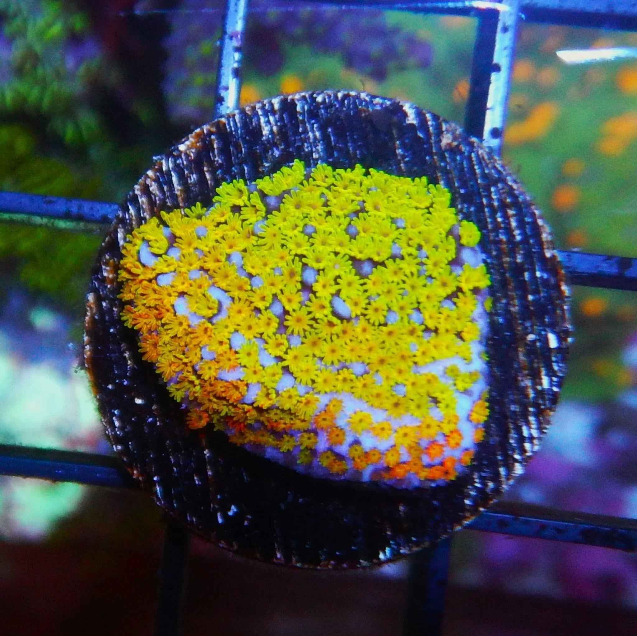 JF Fruity Pebbles Montipora Coral