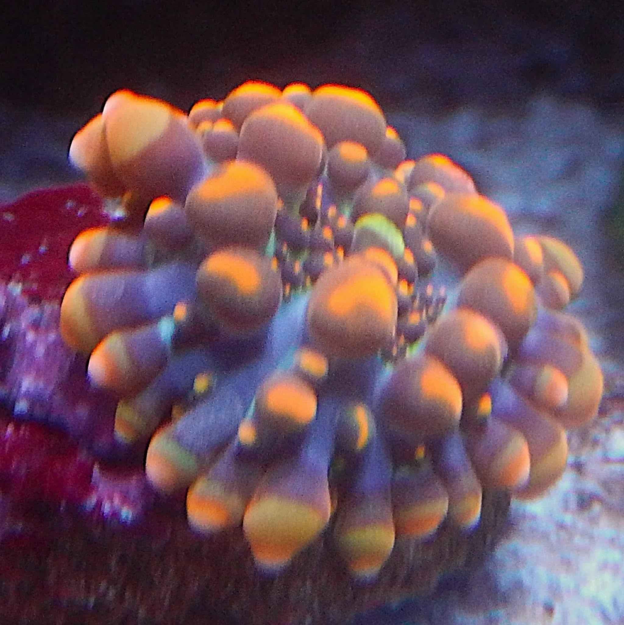 Doughboy Mushroom Coral