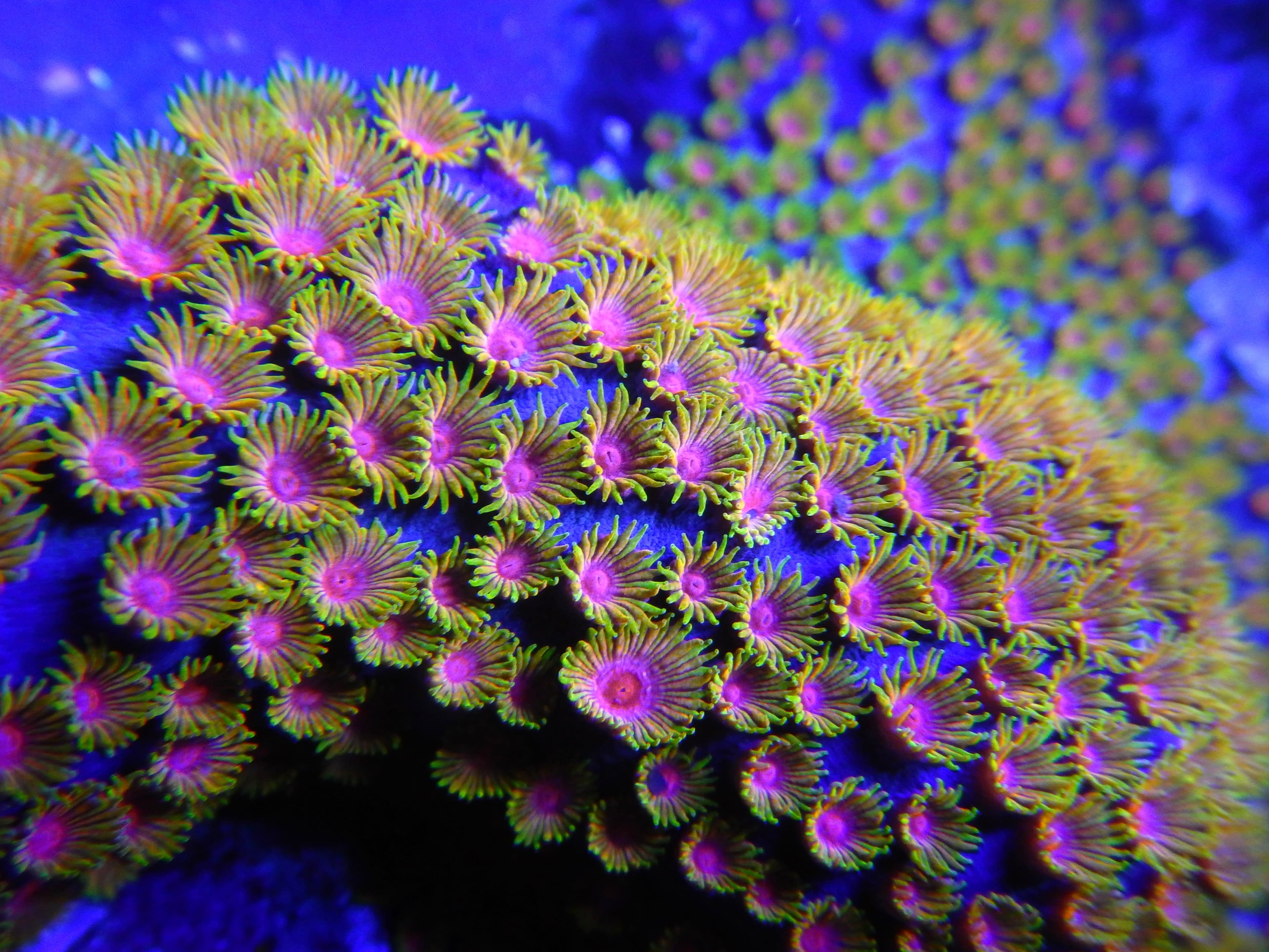 TSA Laffy Taffy Goniopora Coral