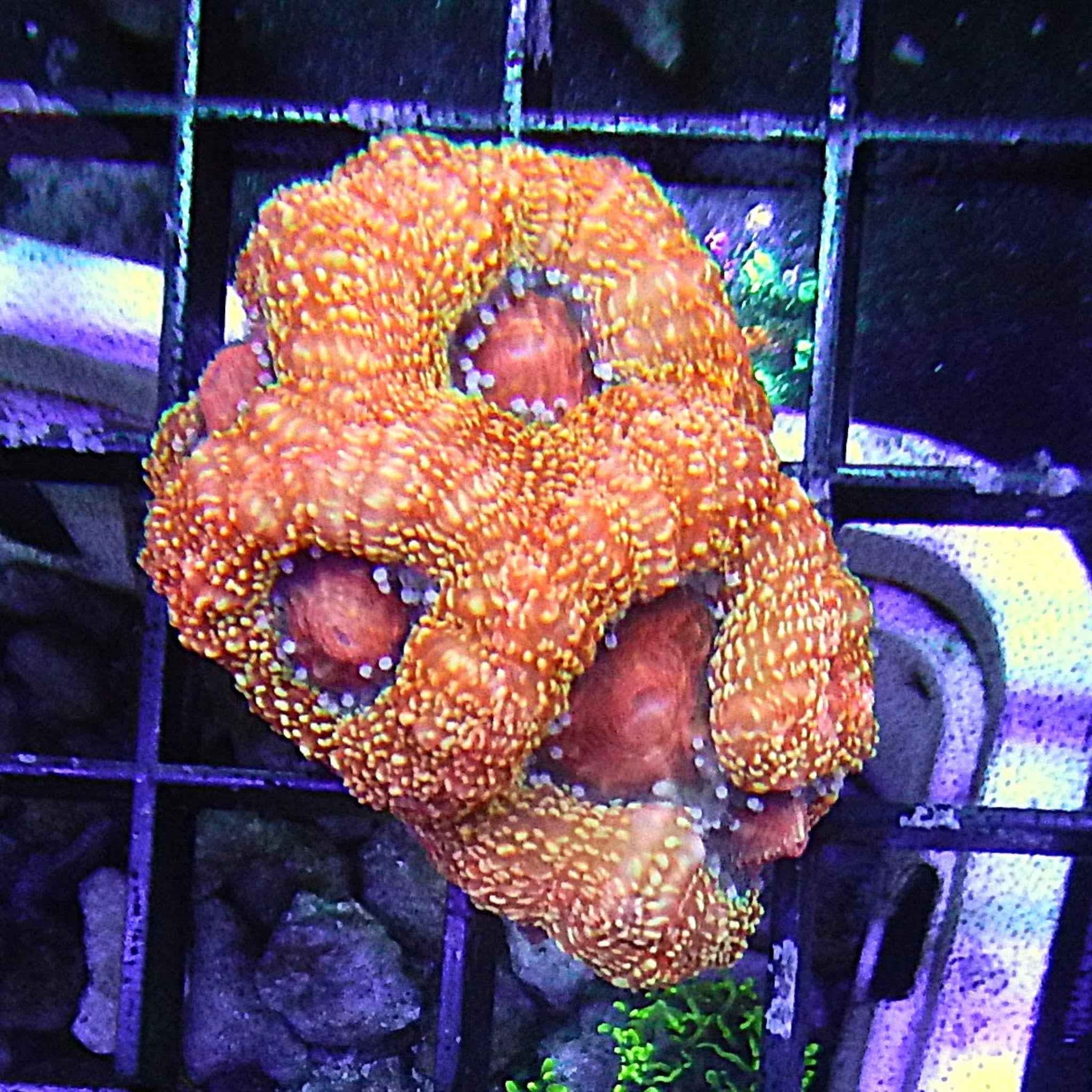 Orange Ade Blastomussa Coral