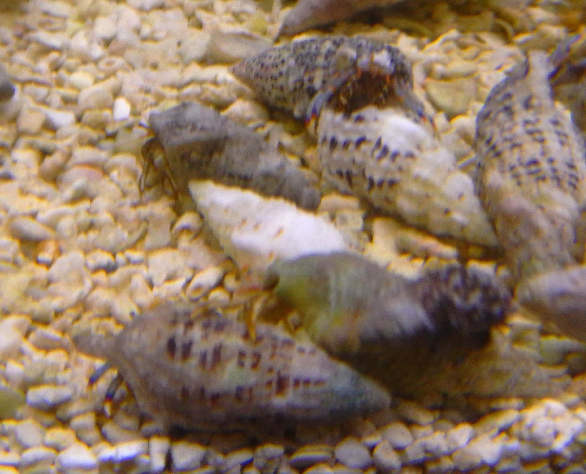 Blue Knuckle Hermit Crab