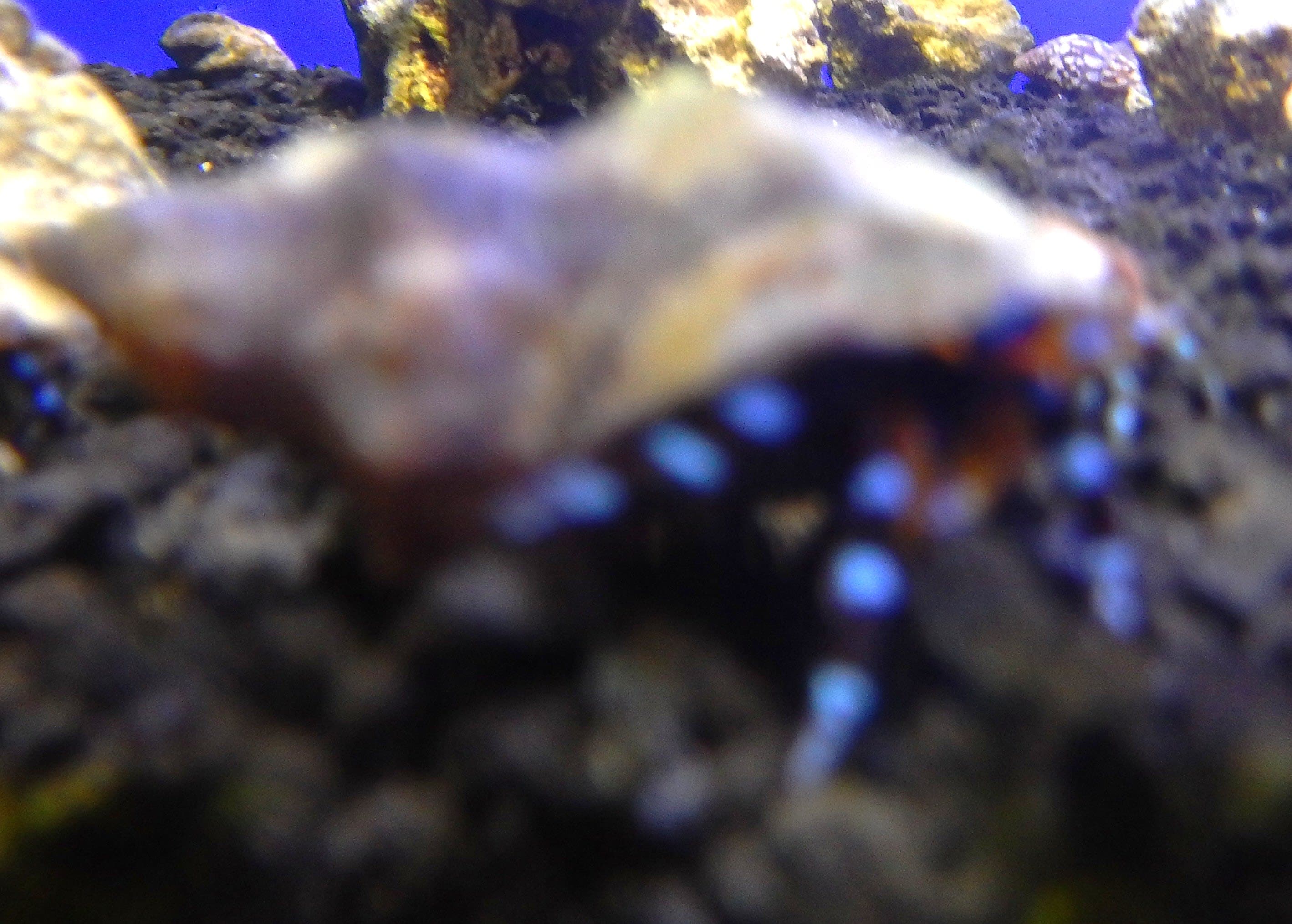 Red Hairy Leg Hermit Crab