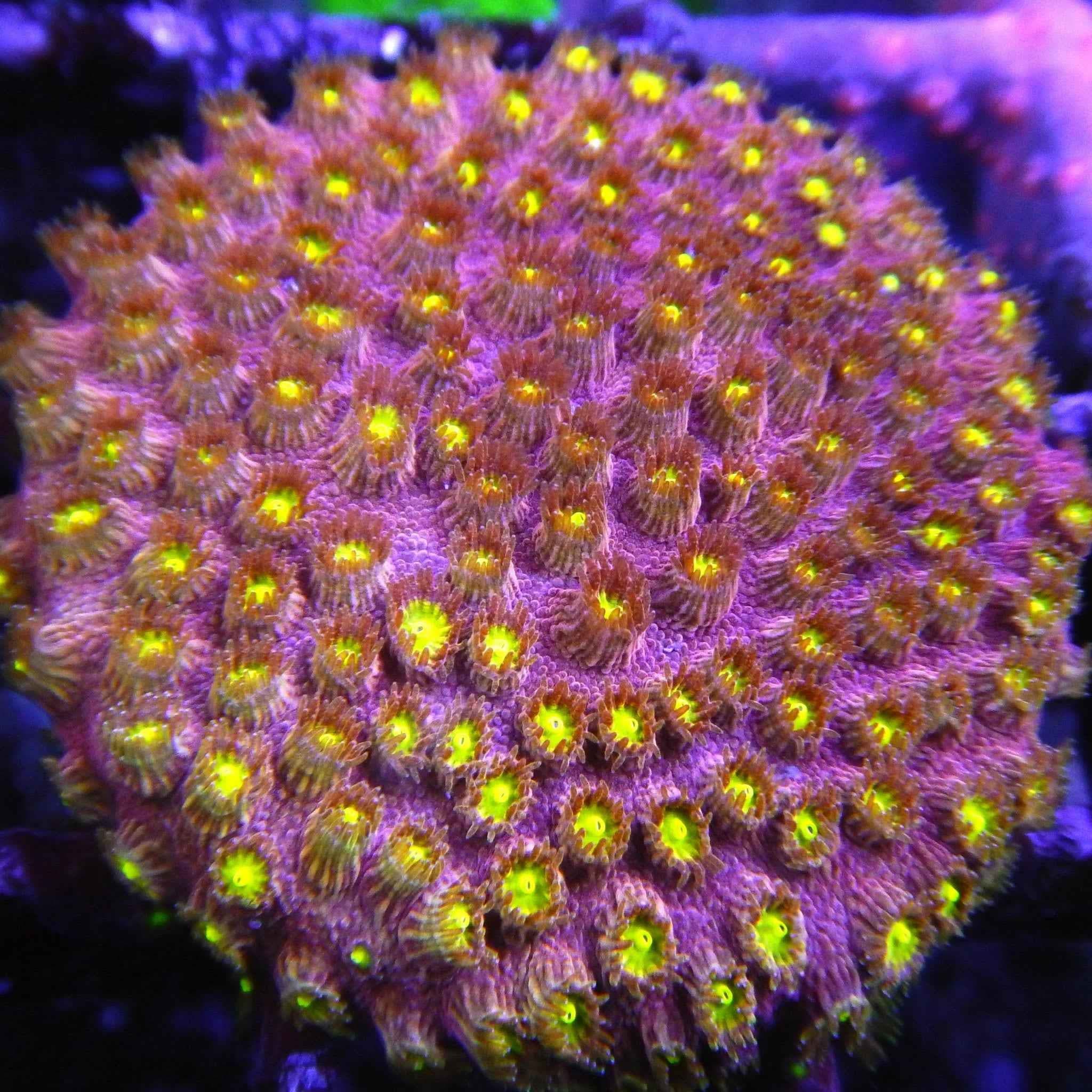 Bling Bling Cyphastrea Coral