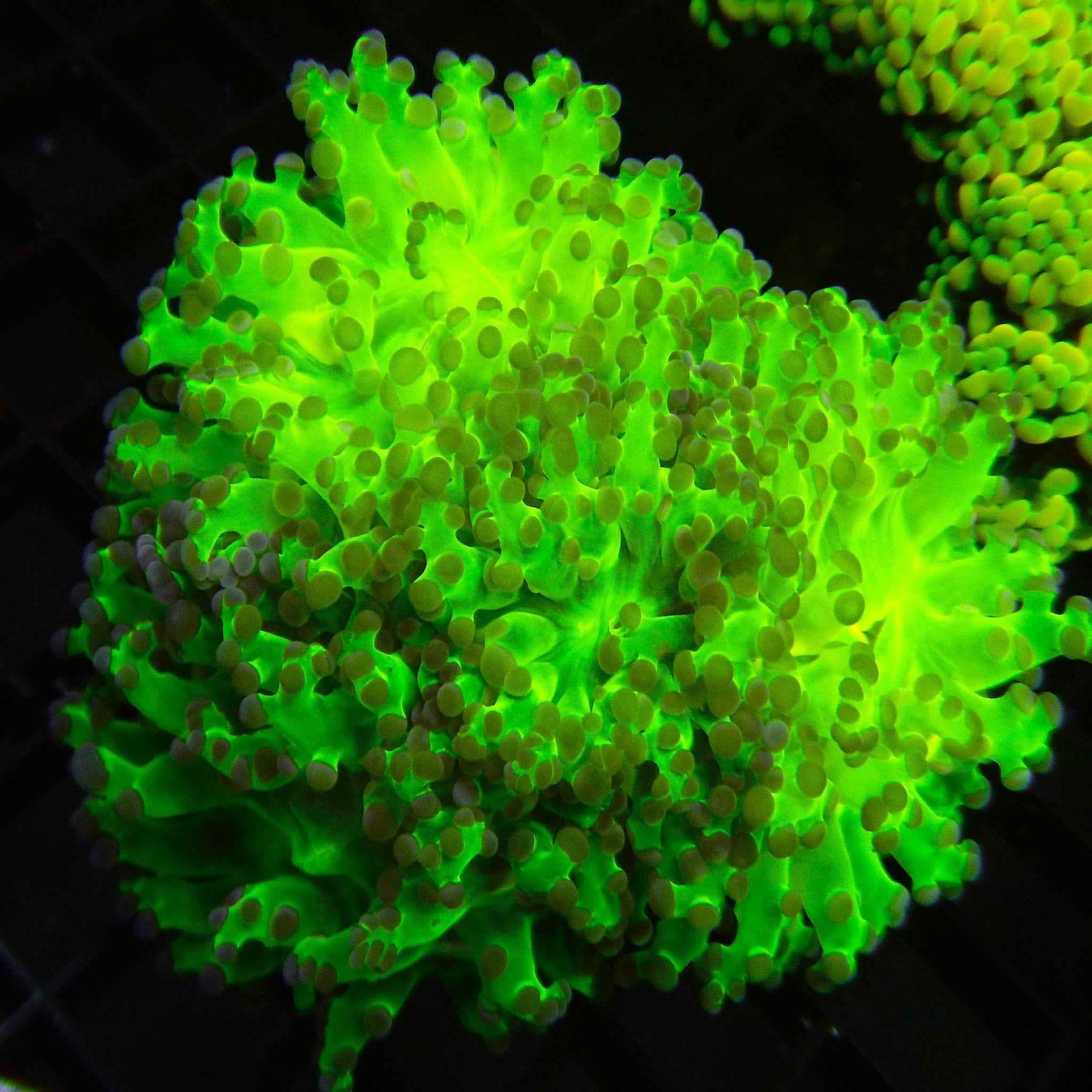 Green Octospawn Coral