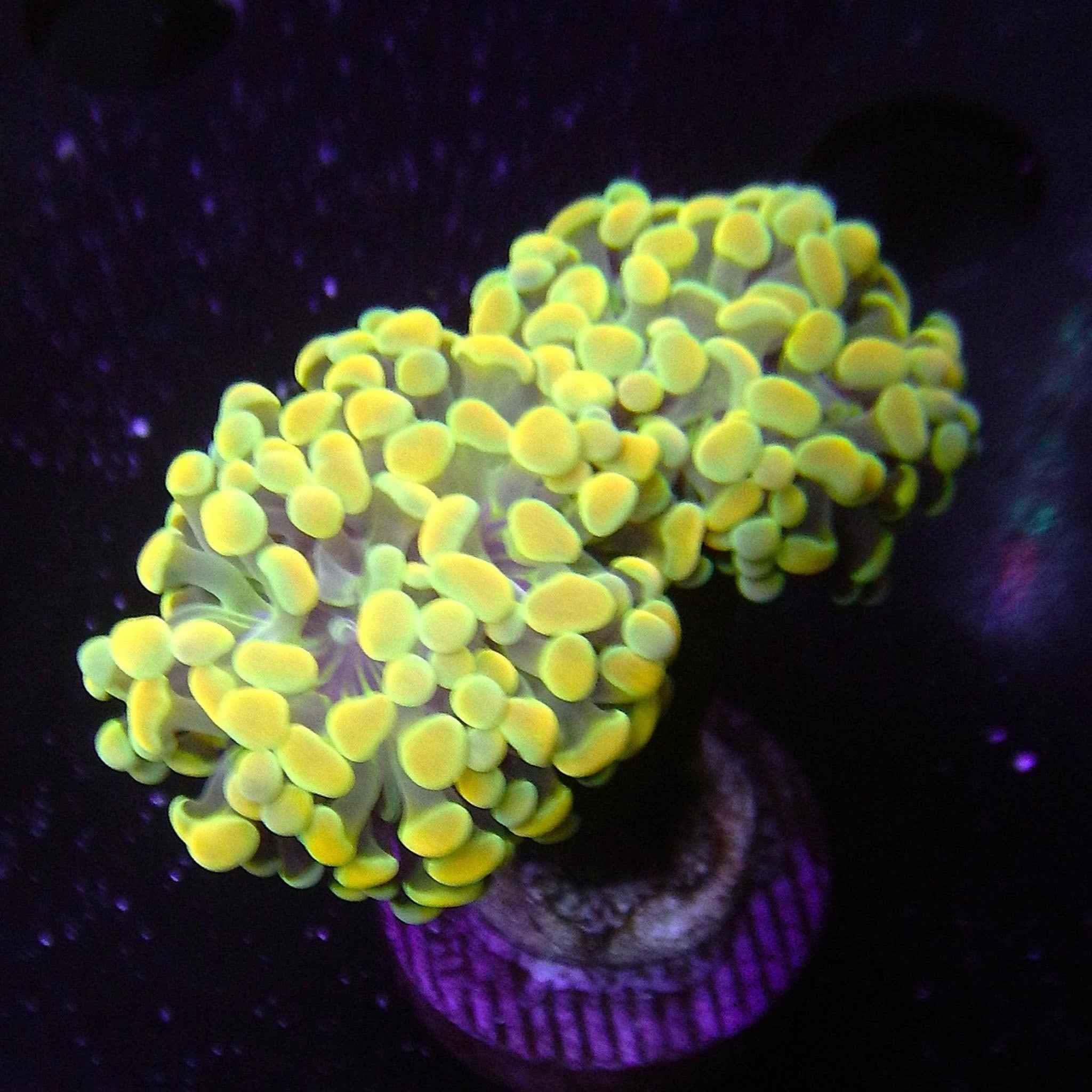Gold Nugget Hammer Coral