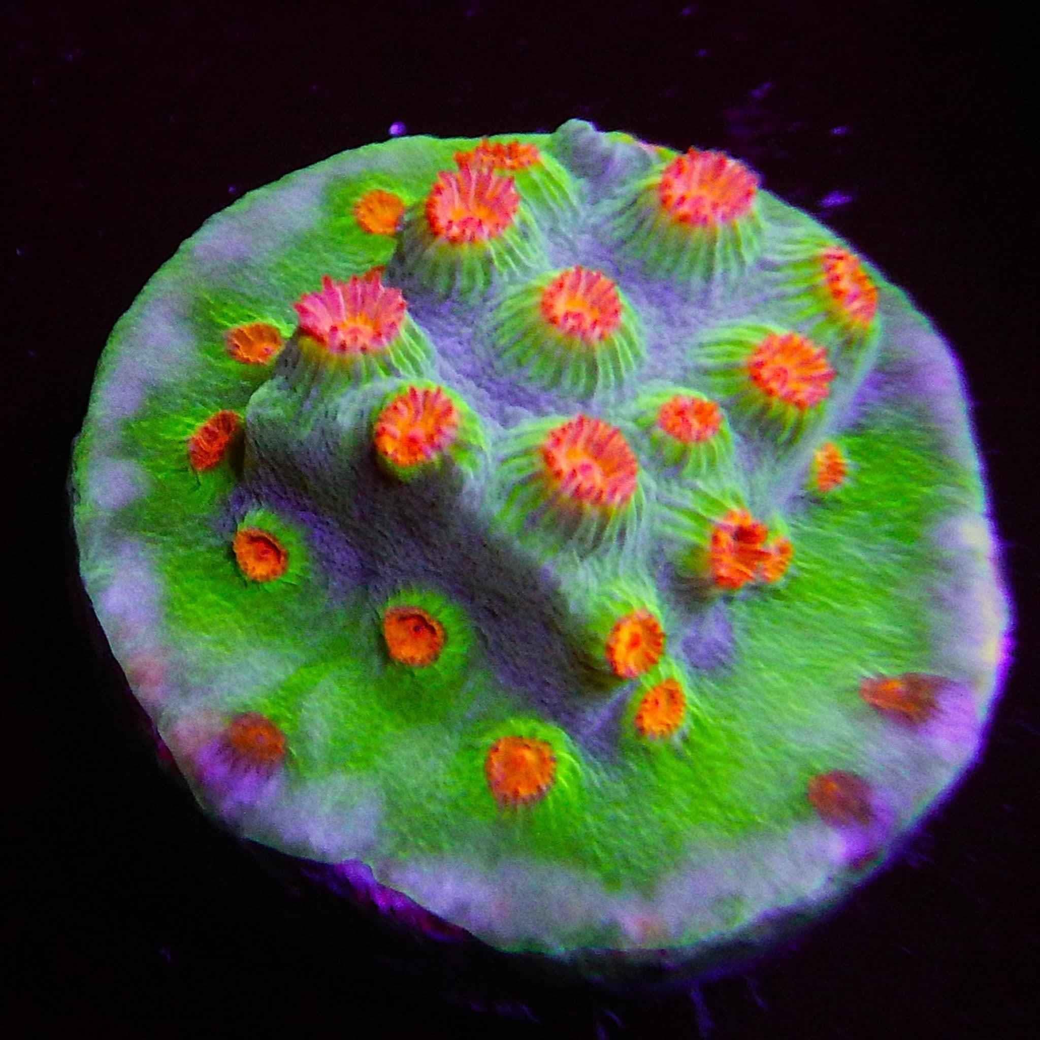 ECC Molten Meteor Cyphastrea Coral