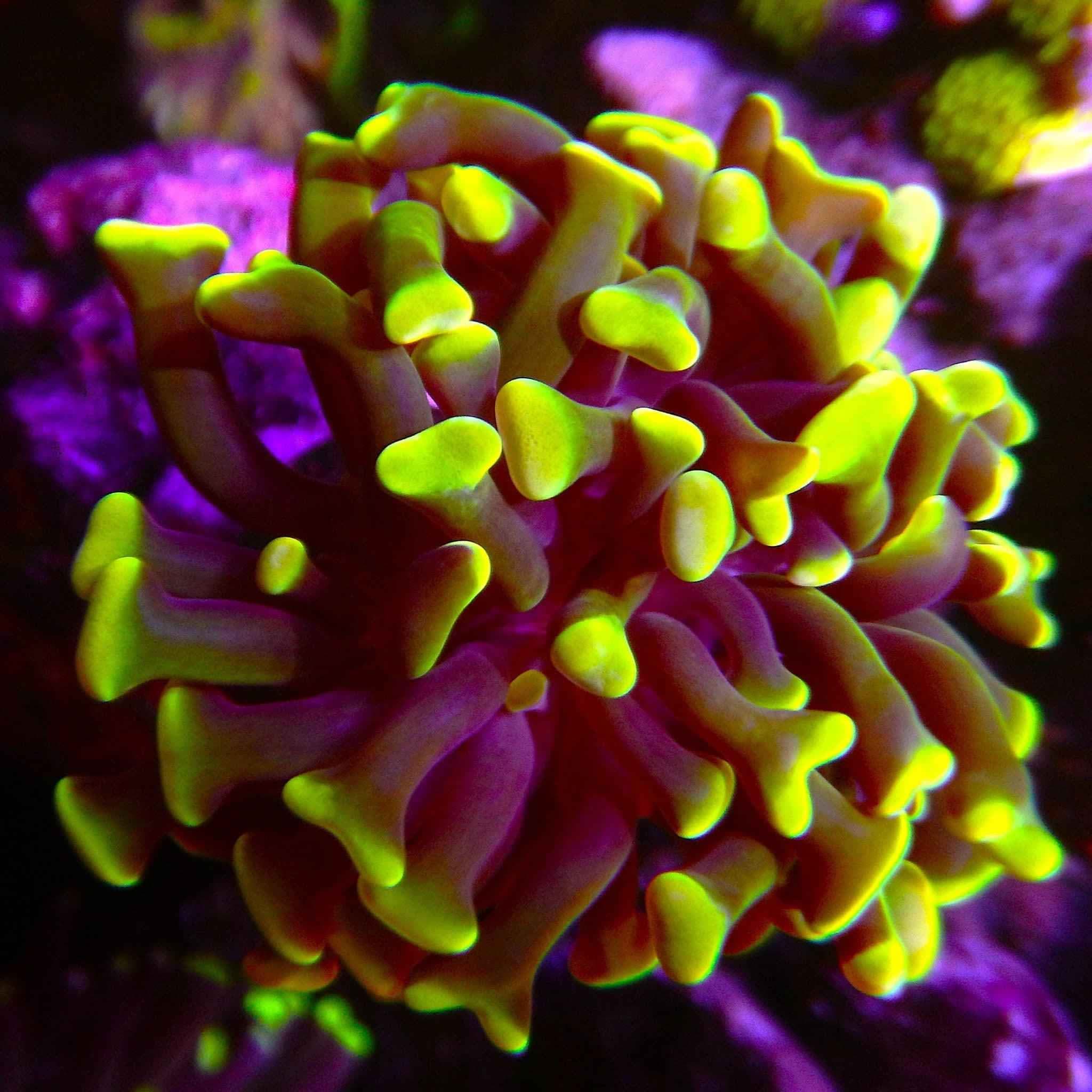 ECC Dark Knight Hammer Coral