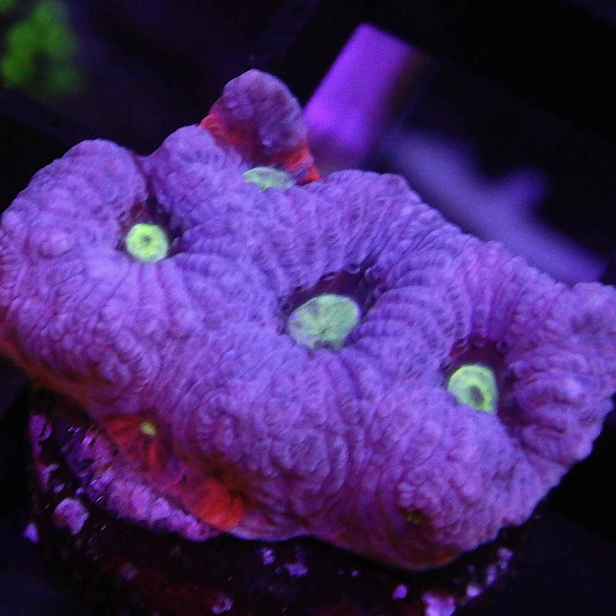 ECC Hazy Days Favites Coral