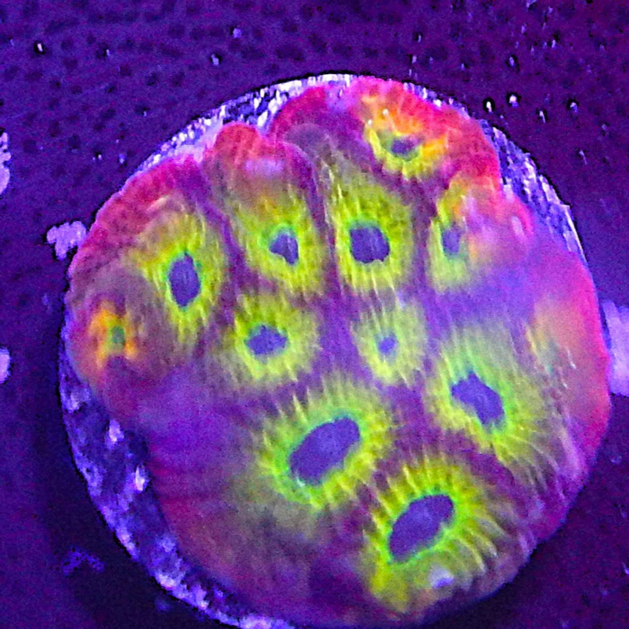 ECC Flame Boy Favia Coral