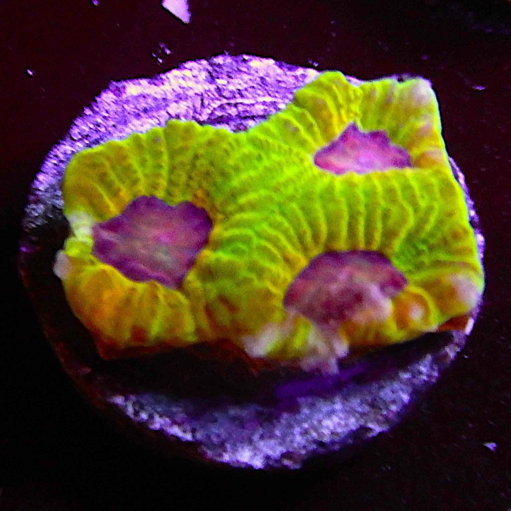 ECC Fascination Favia Coral