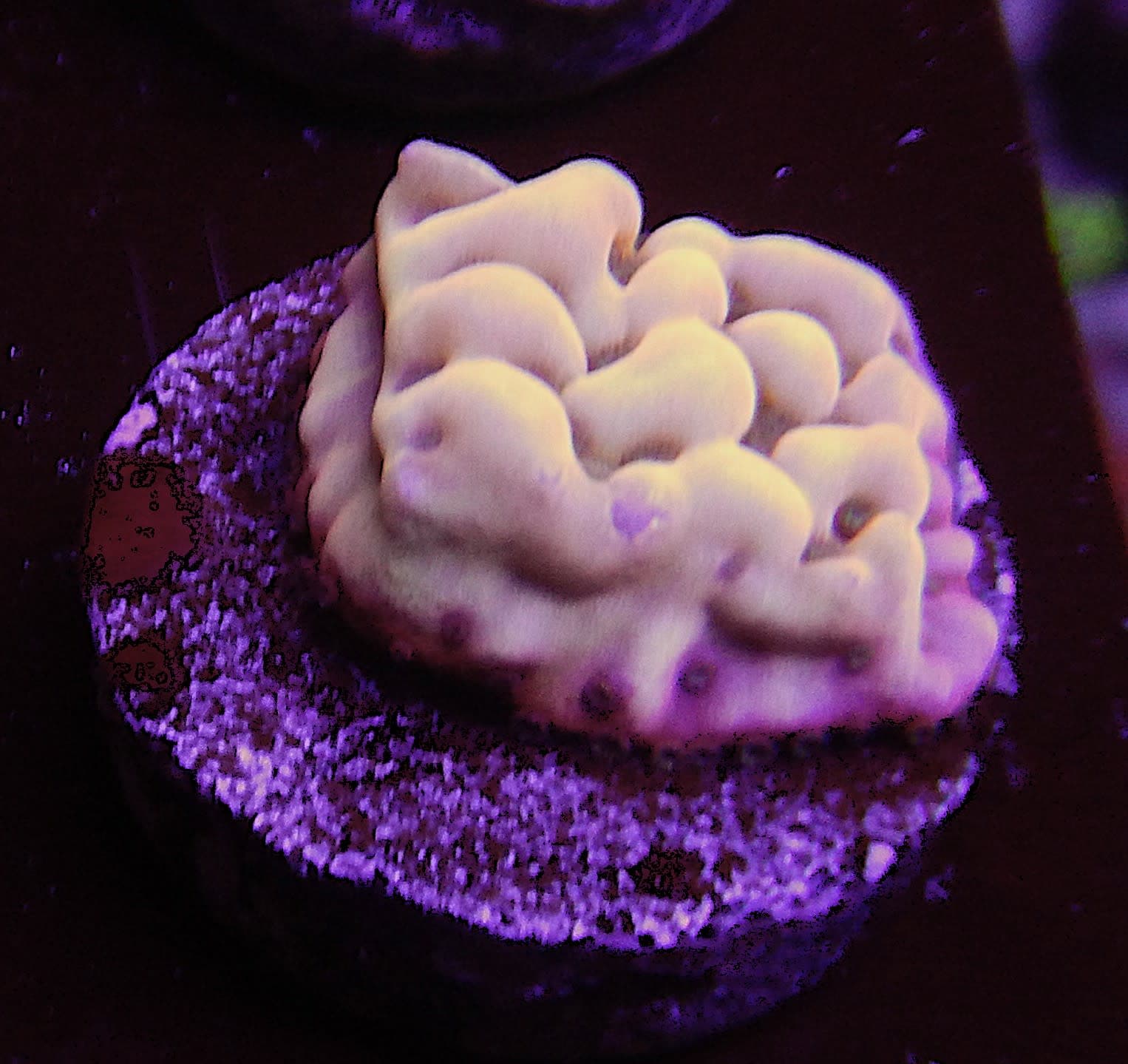 ECC Love Shack Montipora Coral