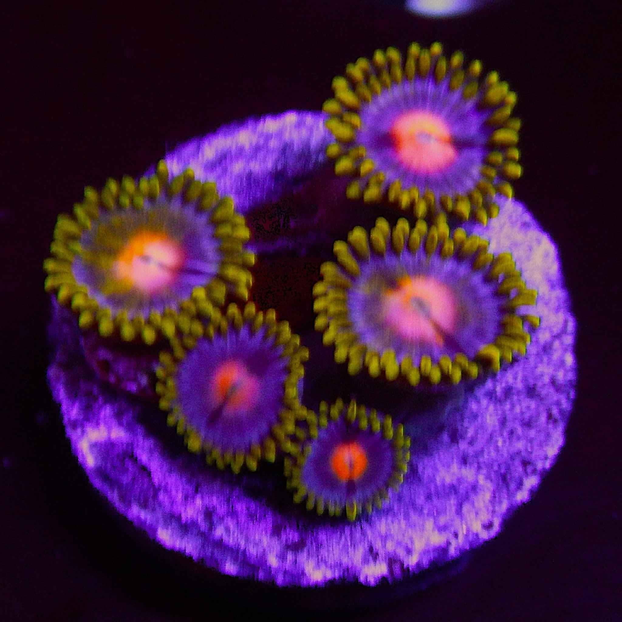 ECC Blow Pops Zoanthid Coral