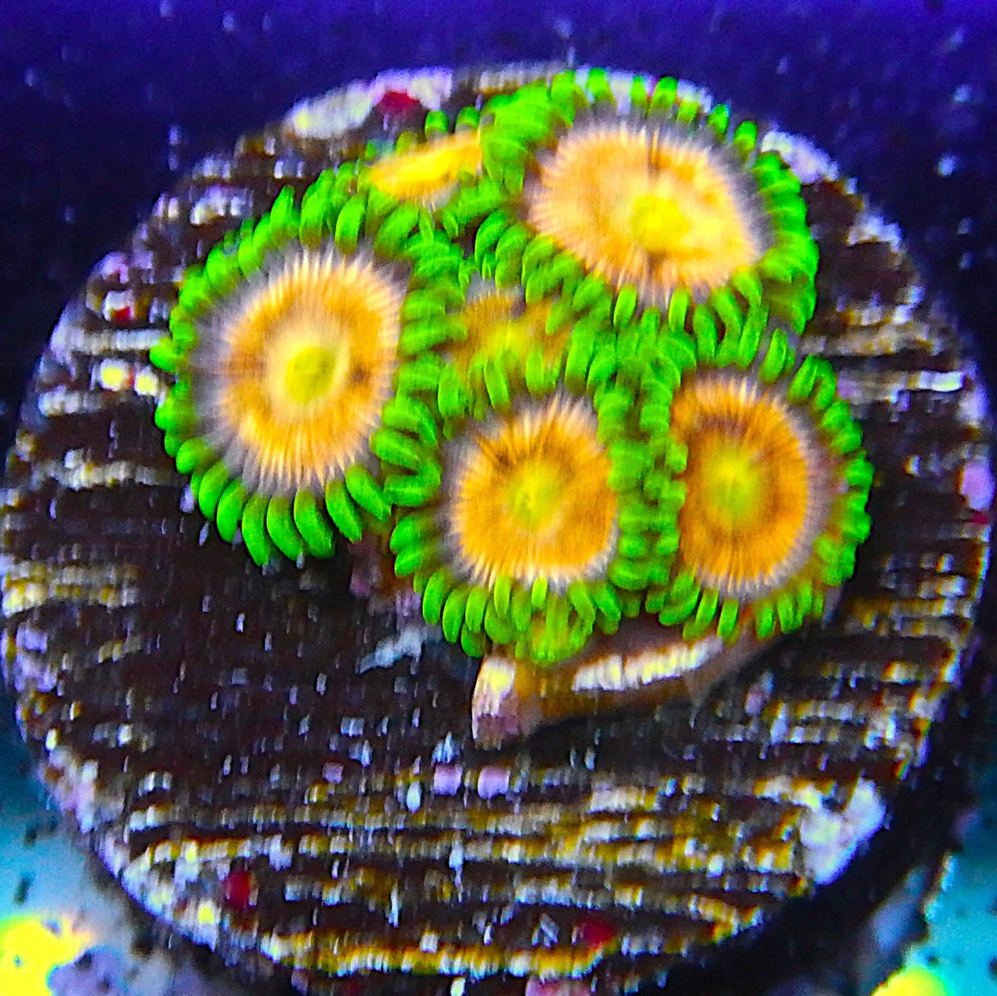 ECC Laser Lemon Zoanthid Coral