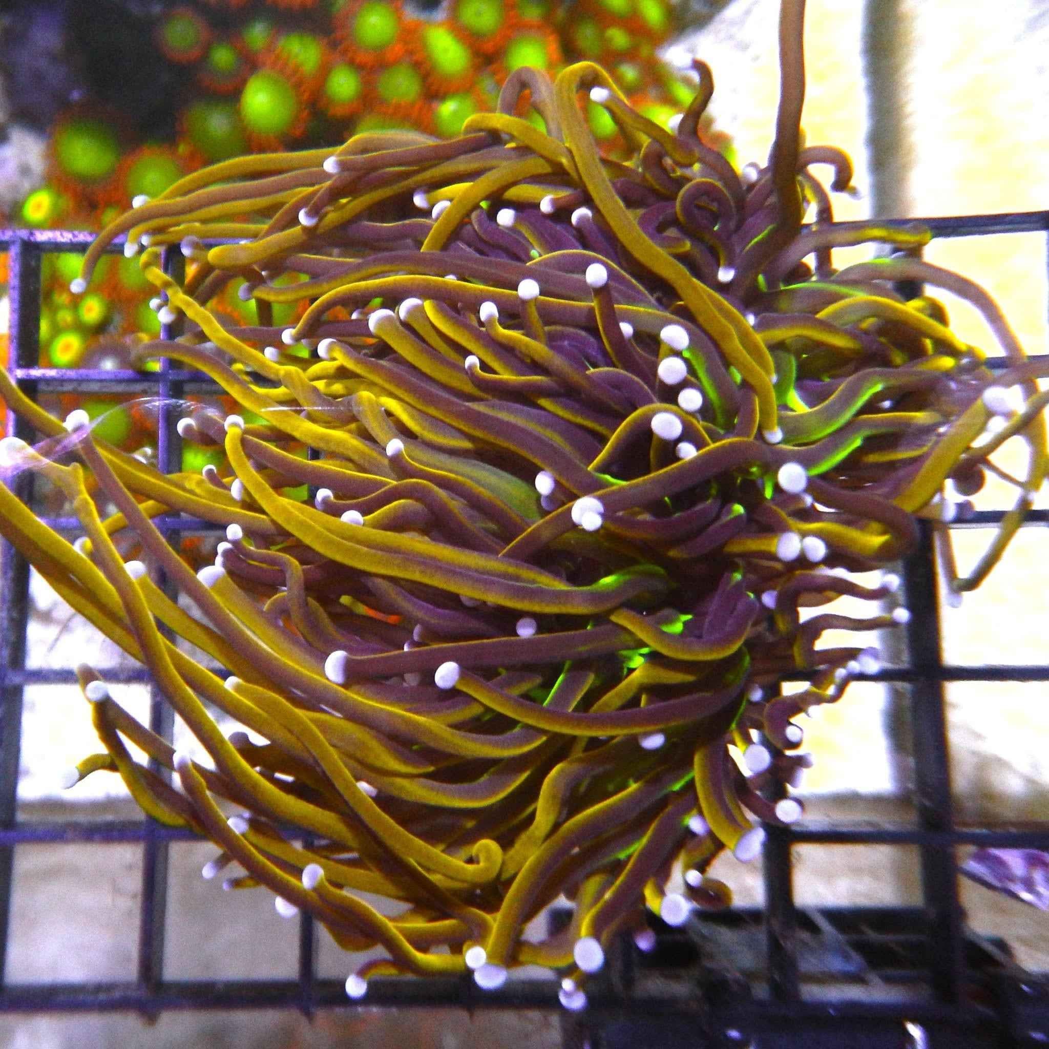 Knicks Torch Coral