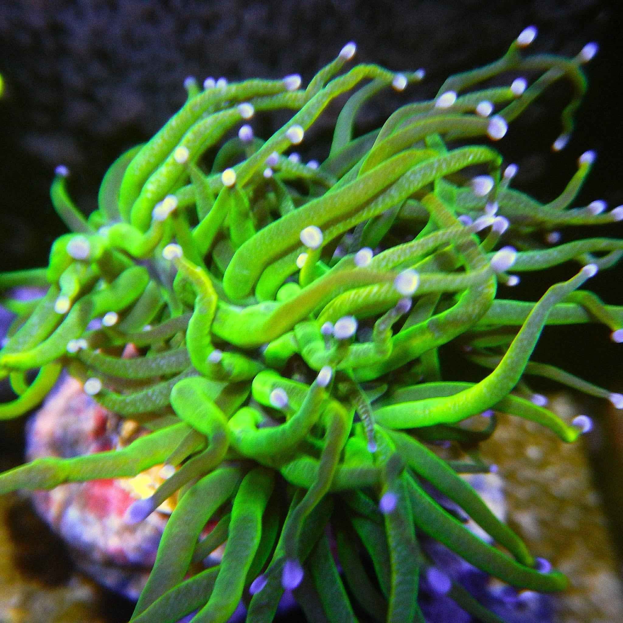 Holy Grail Indo Torch Coral
