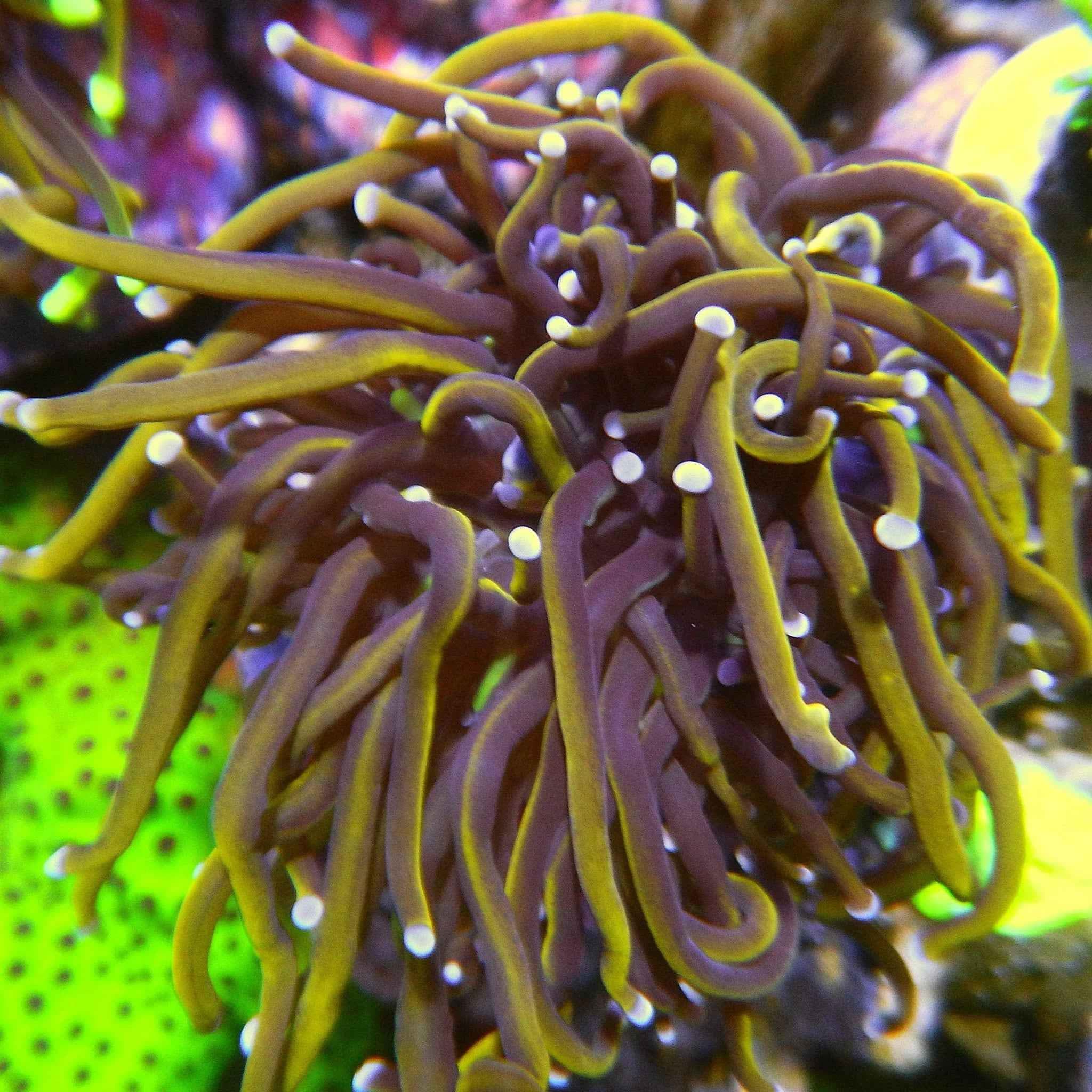 Hellfire Gold Torch Coral